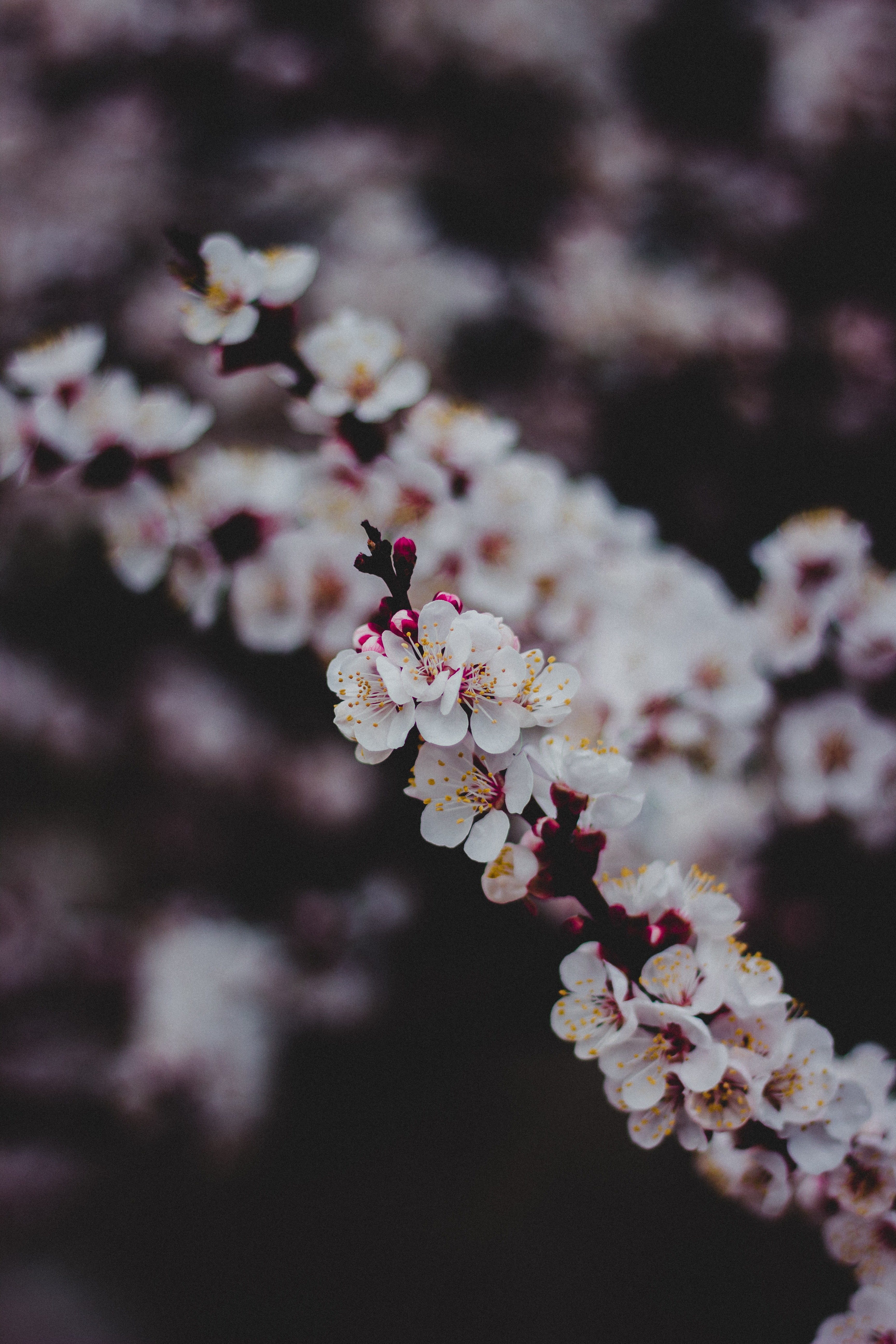 White Cherry Blossom · Free