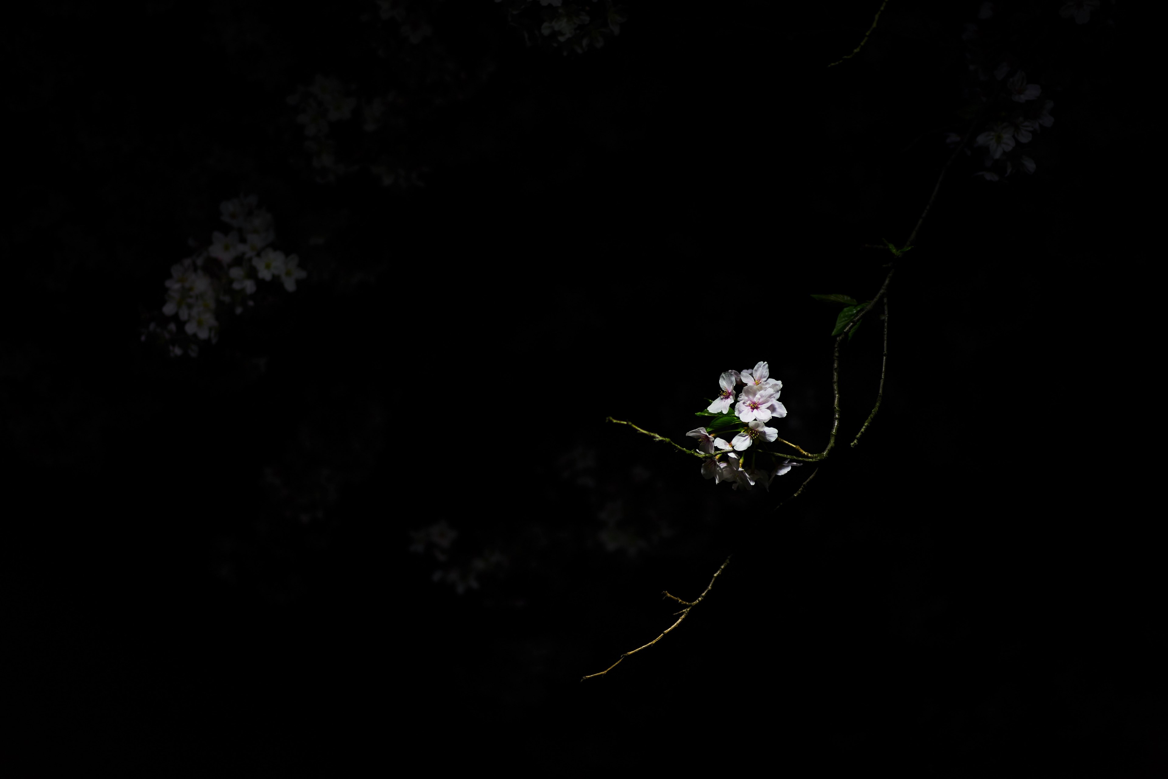 Wallpaper / pink cherry blossom flower in dark in the spring honancho, white flowers in the darkness 4k wallpaper free download