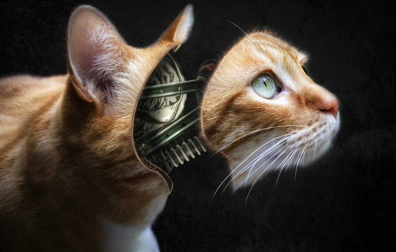 Wallpaper cat, mechanism, robot image for desktop, section рендеринг