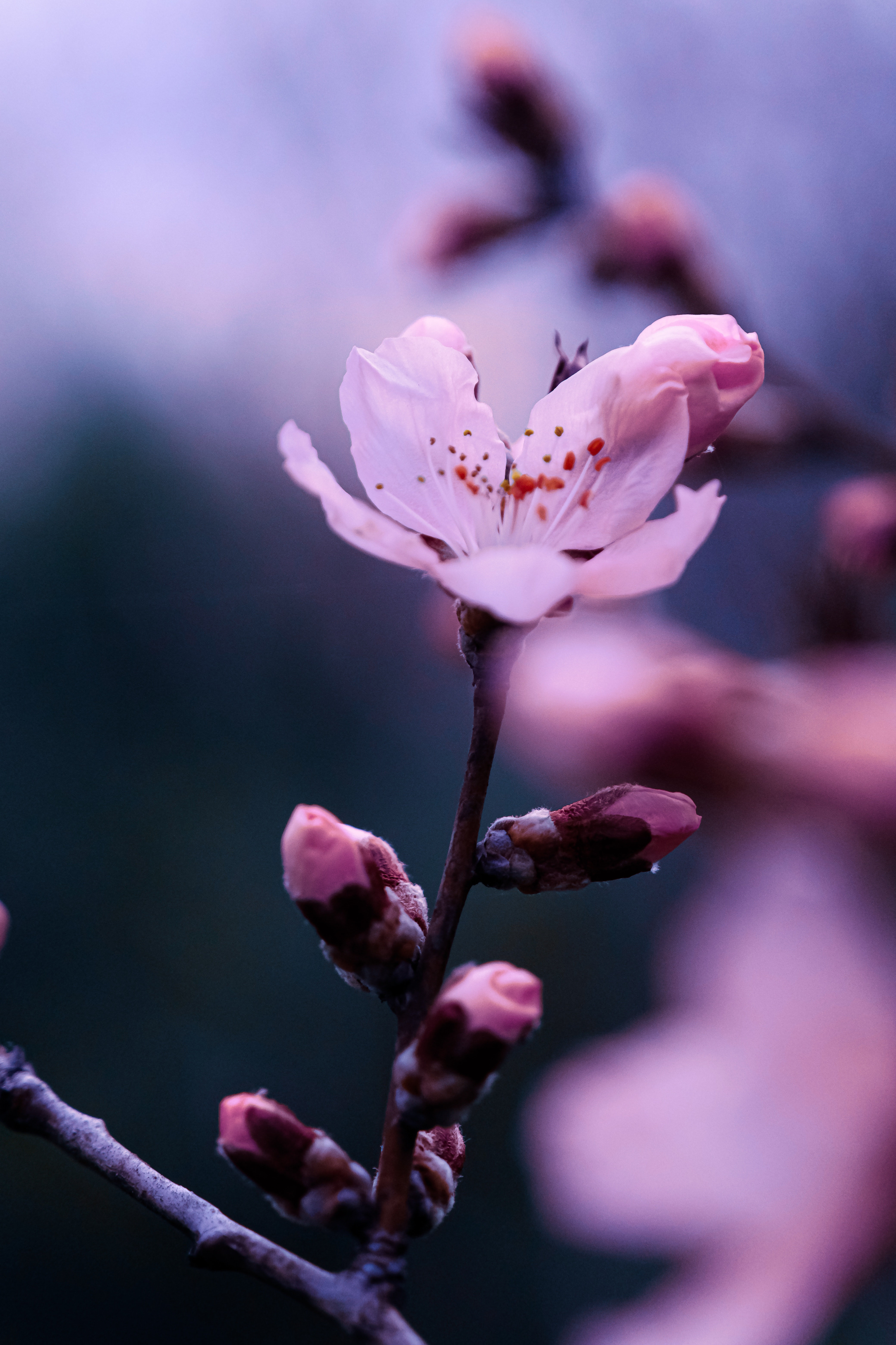 Cherry Blossom Wallpaper Photo, Download Free Cherry Blossom Wallpaper & HD Image