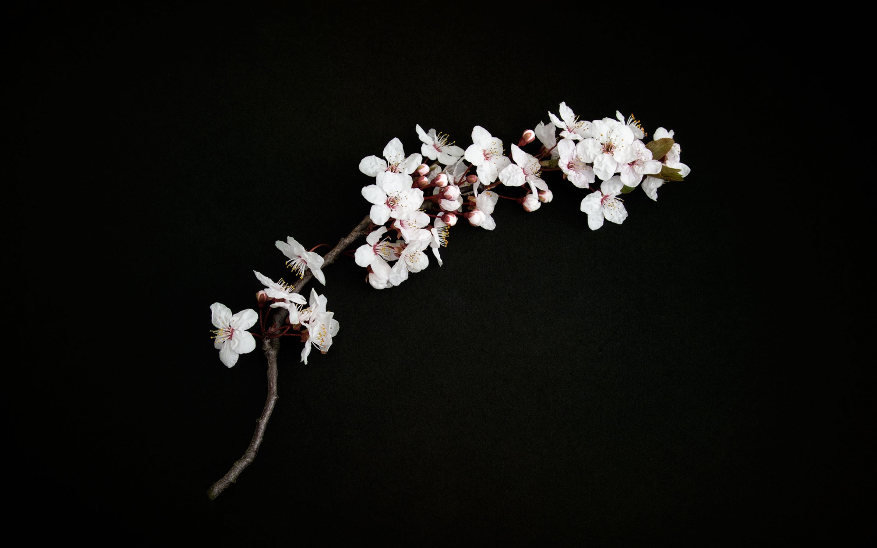 simple background, flowers, black, minimalism, cherry blossom Gallery HD Wallpaper