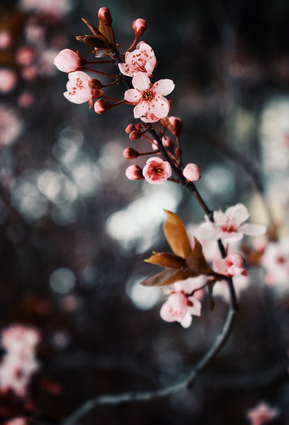 Sakura blossom cherry cherry blossom dark floral flower moon  petals HD phone wallpaper  Peakpx