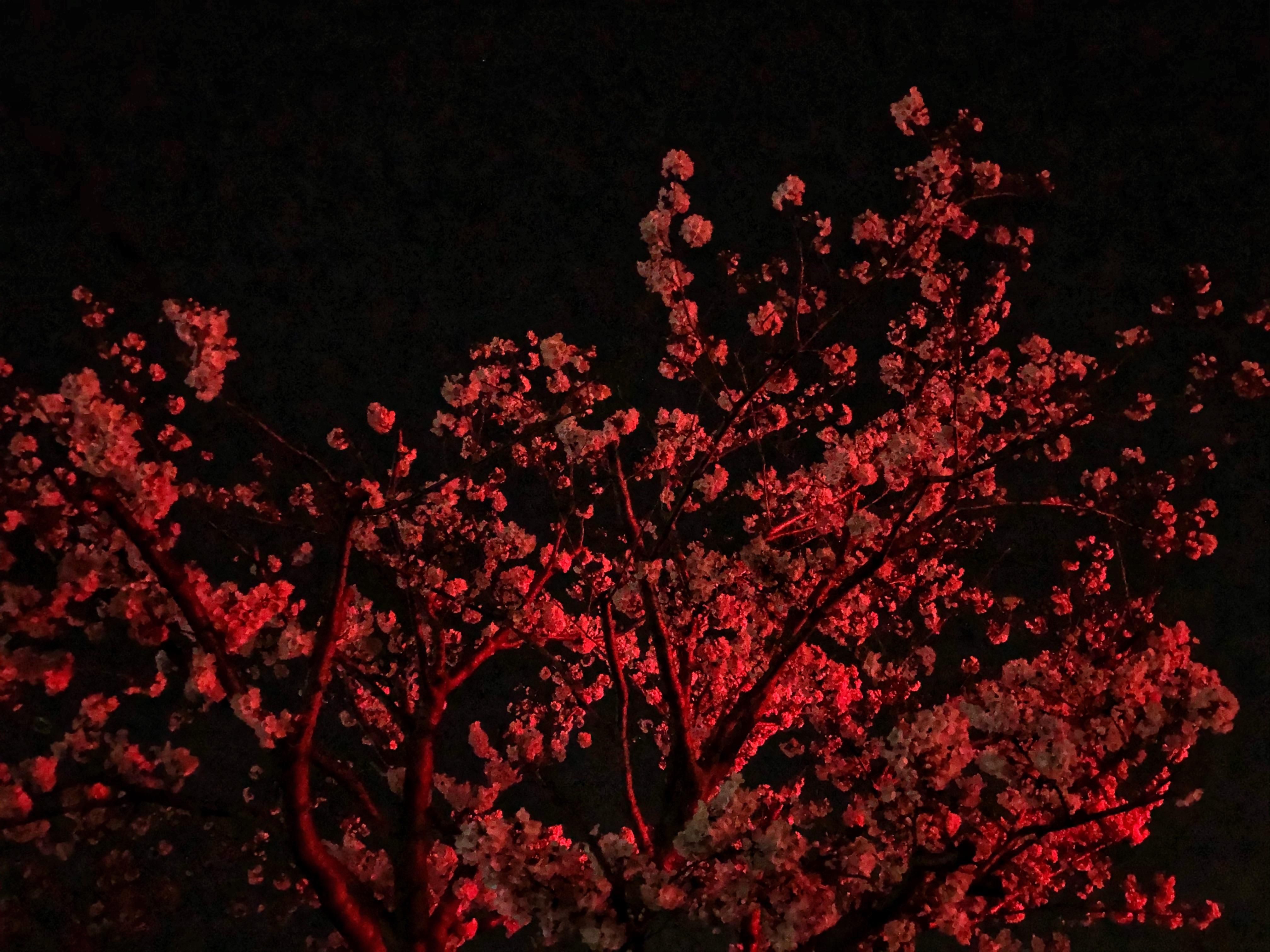A red traffic light was lighting up this cherry blossom tree [OC] (Fukuoka). Cherry blossom japan, Red cherry blossom, Cherry blossom