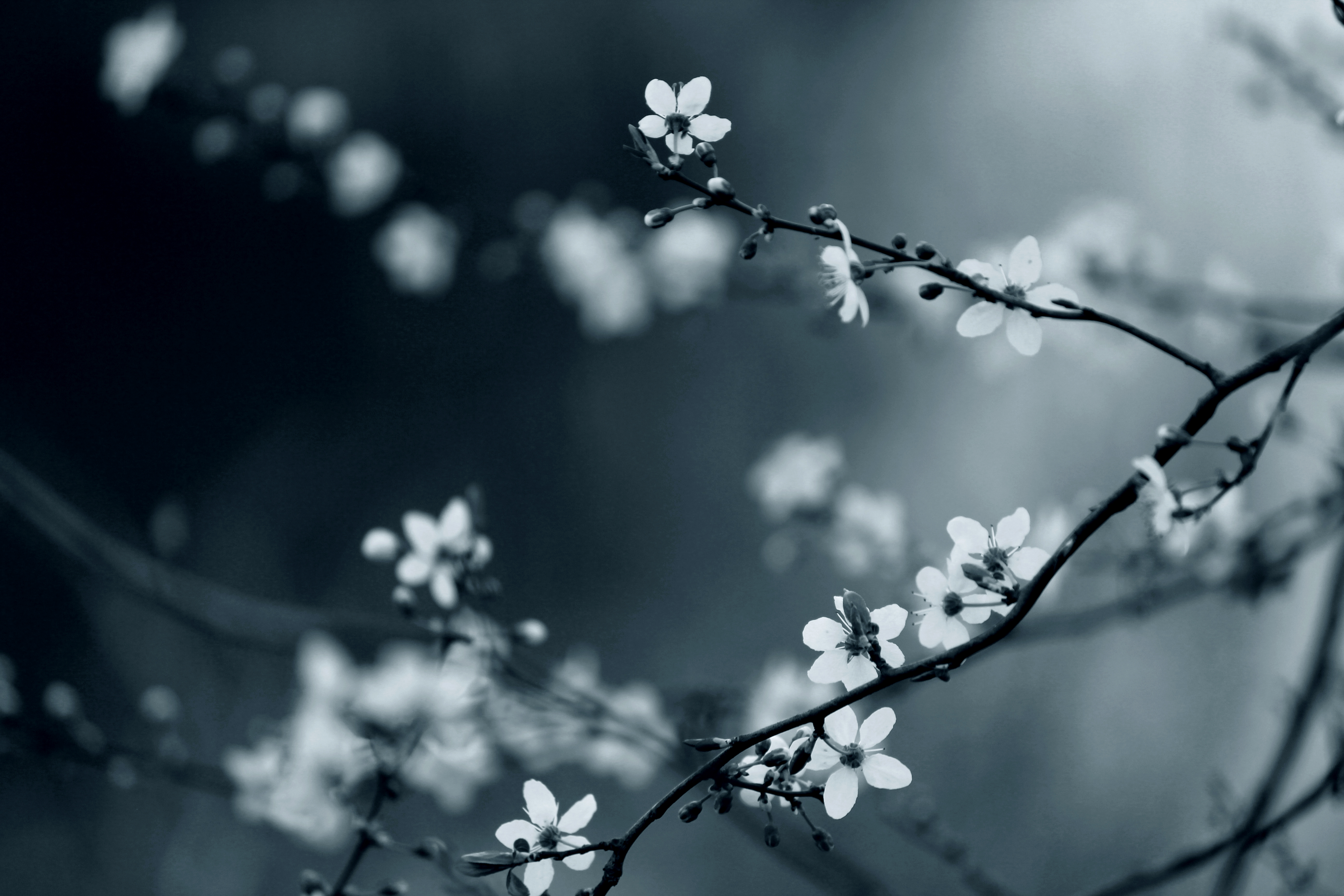Wallpaper, sunlight, water, nature, sky, winter, branch, morning, cherry blossom, bokeh, spring, Freezing, backlight, light, cloud, tree, leaf, flower, dof, signsofspring, darkness, march, buds, daytime, twig, computer wallpaper, atmosphere of earth