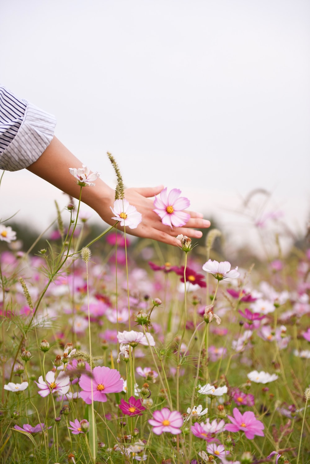 woman holding pink petaled flower photo