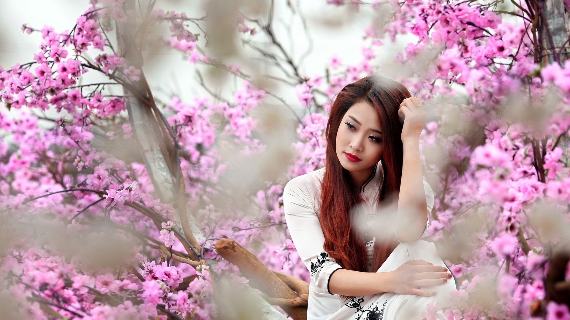 Wallpaper / sakura, model, spring, woman, blossom, girl, flower, asian, white free download