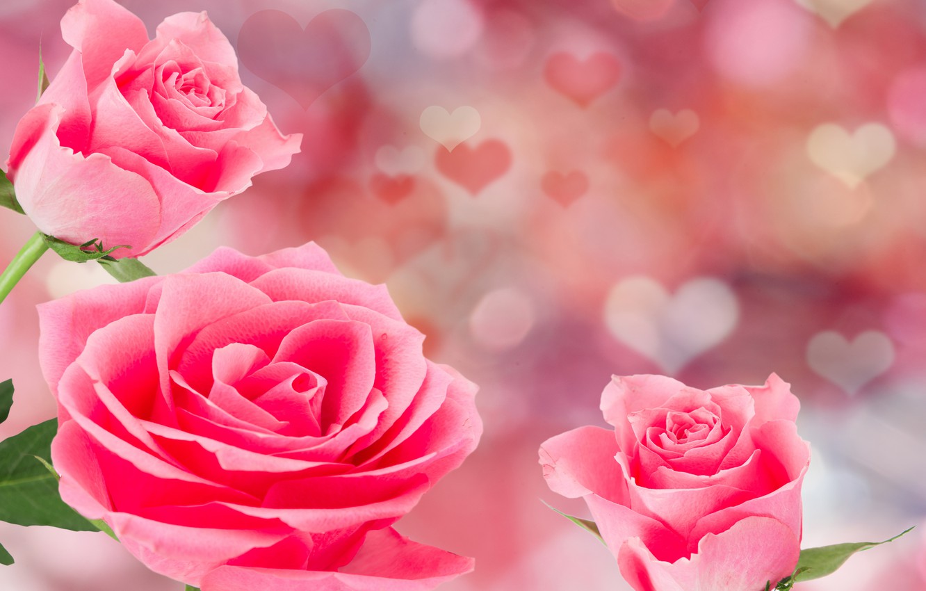 Wallpaper roses, pink, flowers, romantic, hearts, Valentine's Day, roses image for desktop, section праздники
