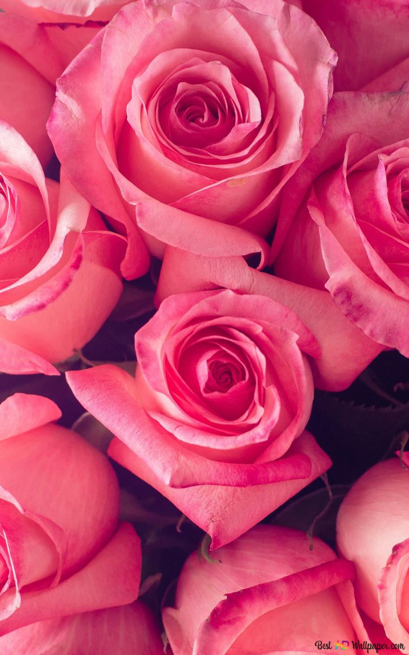 Pink Flowers Valentine Wallpapers - Wallpaper Cave