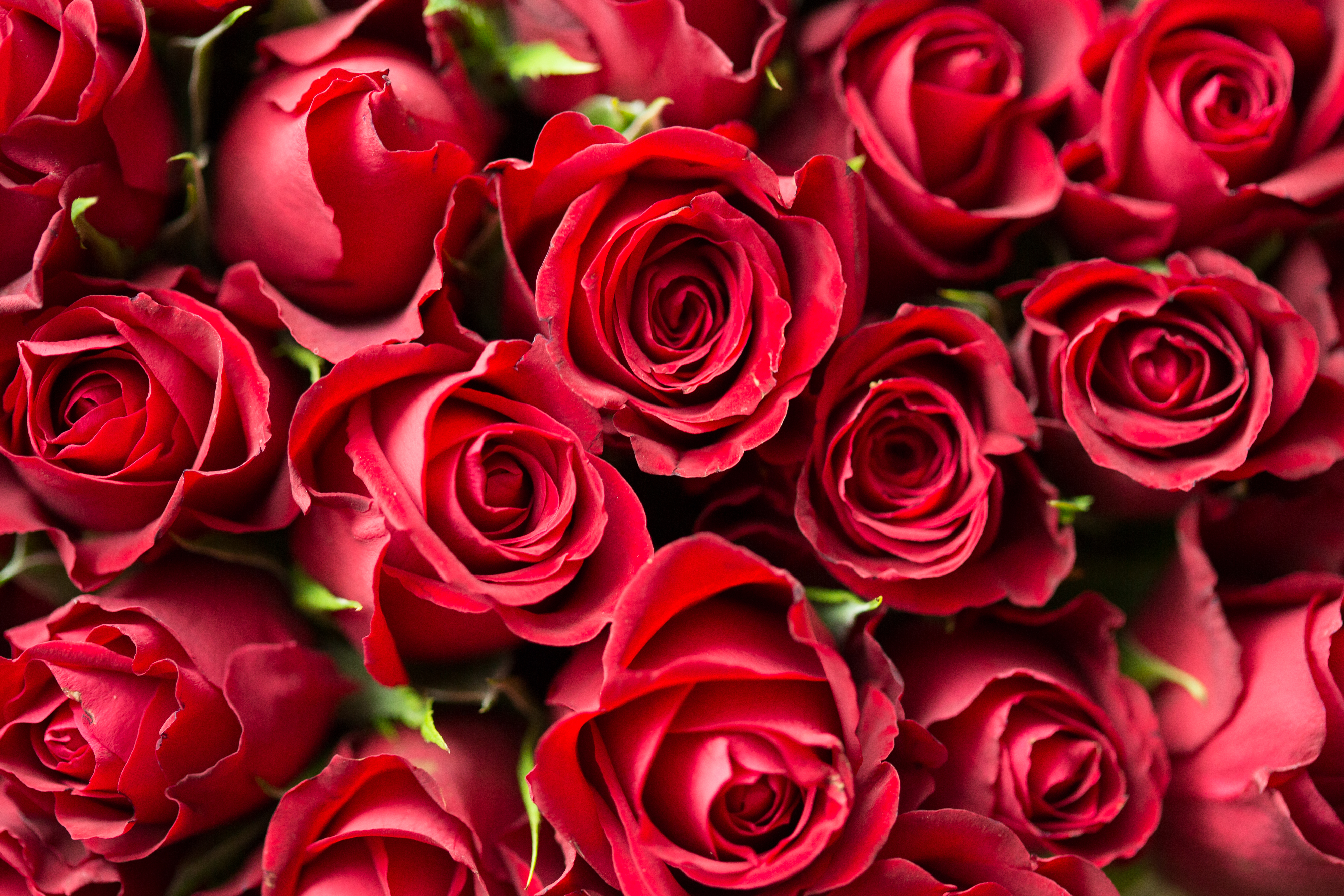 Valentine's Day Red Roses Close Up Free