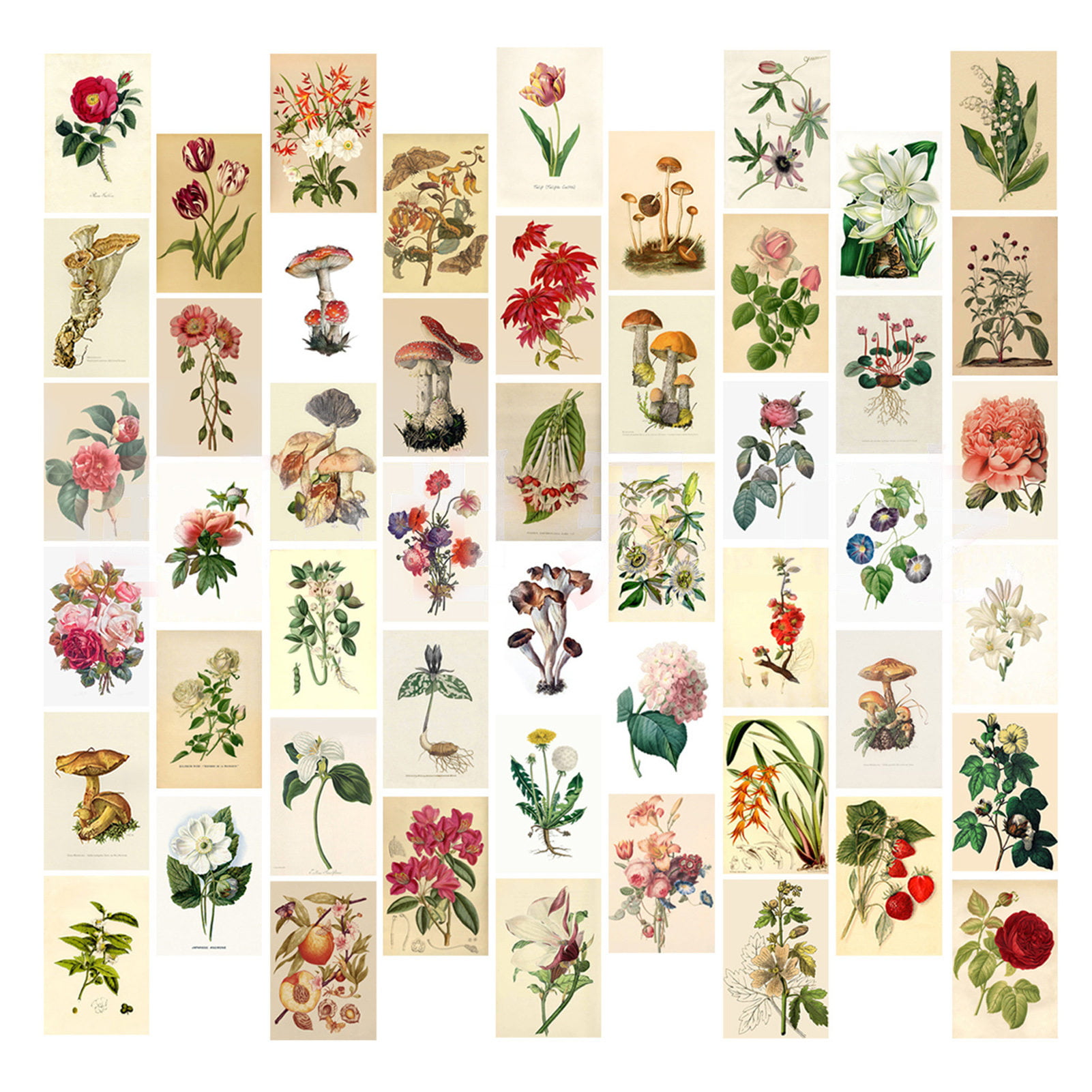 50PCS Vintage Botanical Wall Collage Kit Plant Print Picture