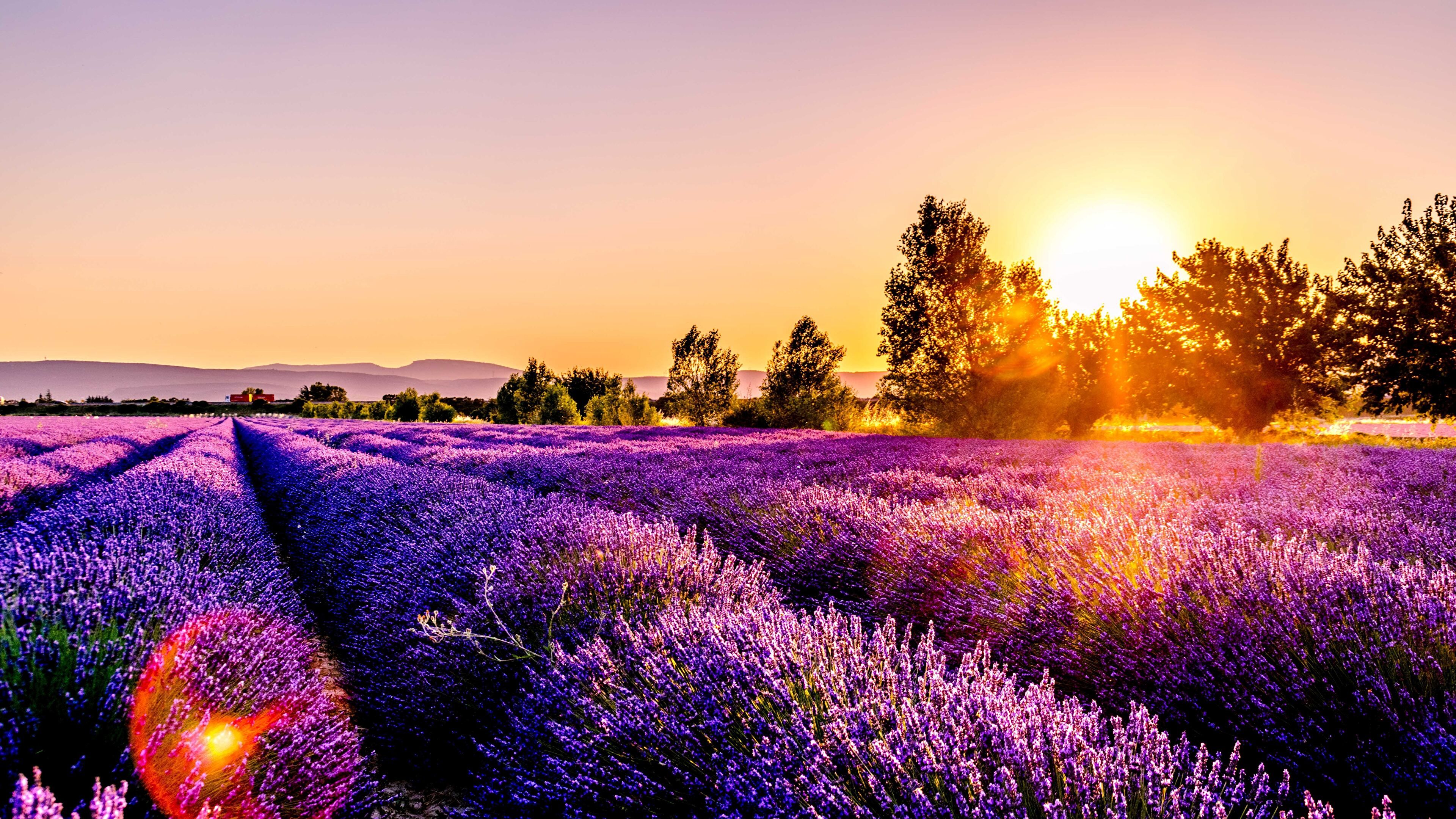 Sunset over a lavender field Drome France (Photo credit to Leonard Cotte) [3840 x 2160]. British flowers, France wallpaper, Purple flowering plants