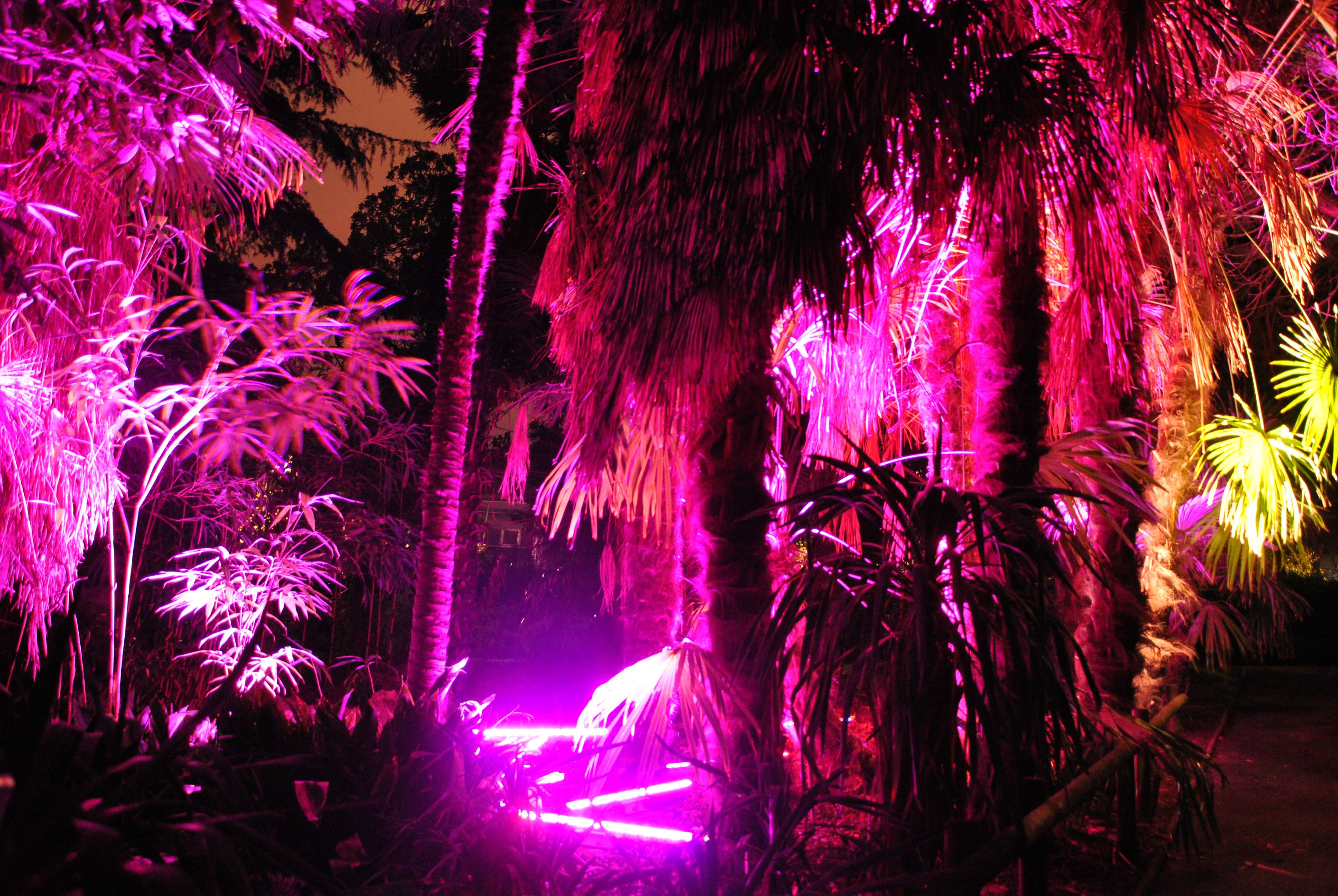 artificial colors, bright colours, nature, neon, night, pink 4k Gallery HD Wallpaper
