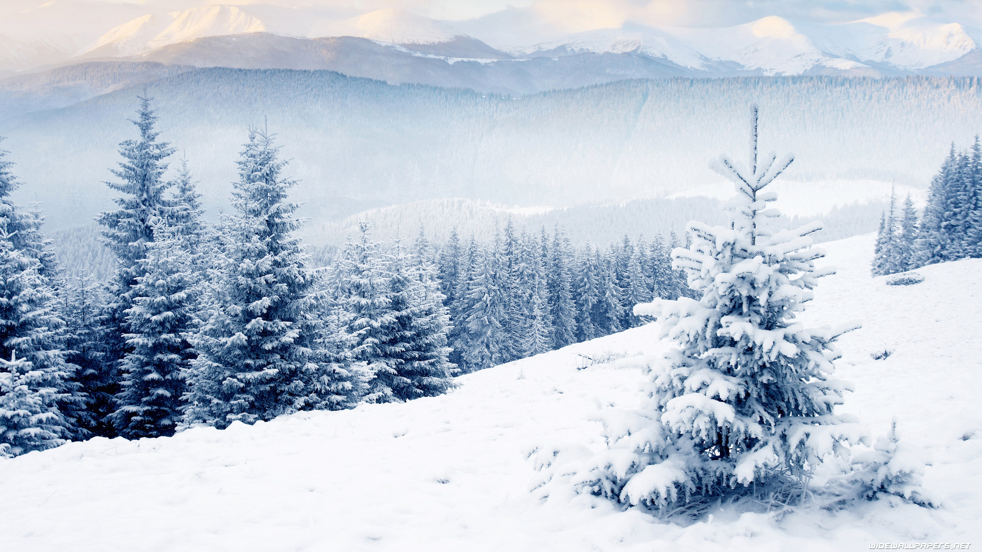 Winter Beauty Wallpaper and Background 4K, HD, Dual Screen