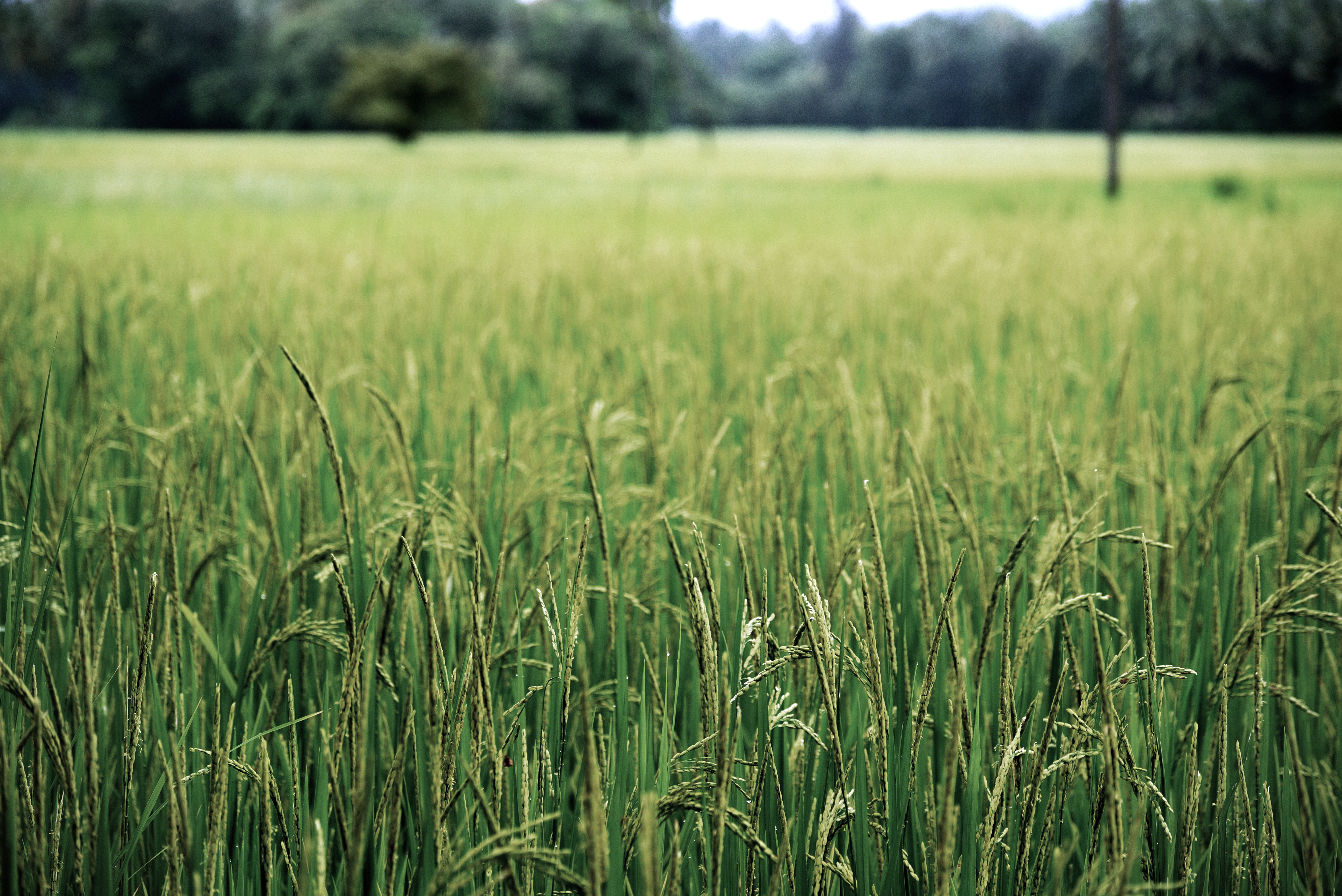6016x4016 green, rice plant, field, day, outdoor, agricultural, wheat, greenery, wheat field, Free image, farming, meadow, nature, forest, bokeh, crop, south india, farm, blur, grass, cereal Gallery HD Wallpaper