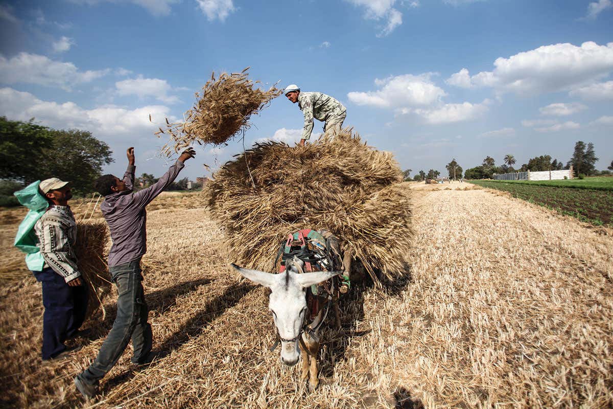 The first human farmers continued to forage a wide diet from nature