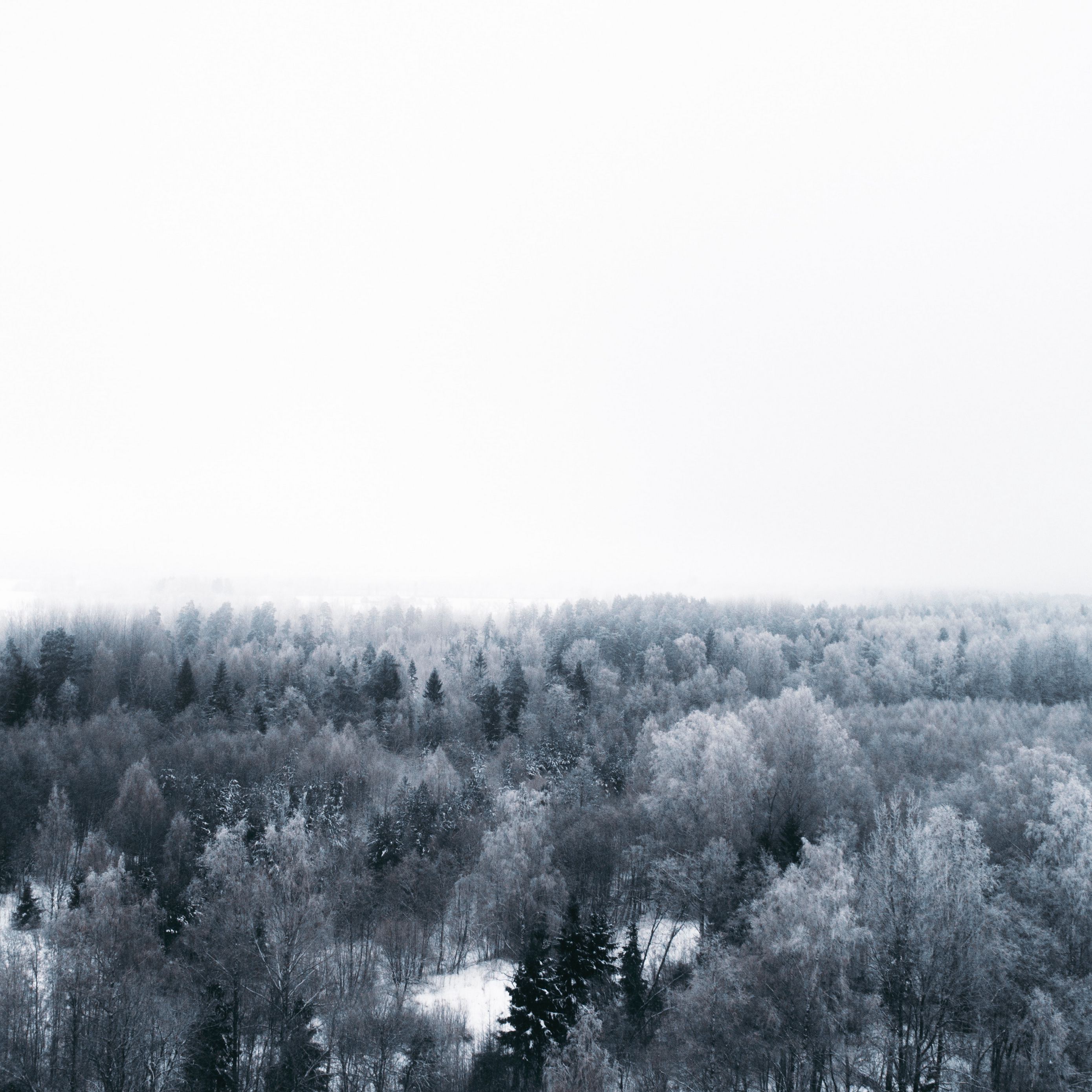 Download wallpaper 2780x2780 winter, trees, aerial view, minimalism, white ipad air, ipad air ipad ipad ipad mini ipad mini ipad mini ipad pro 9.7 for parallax HD background