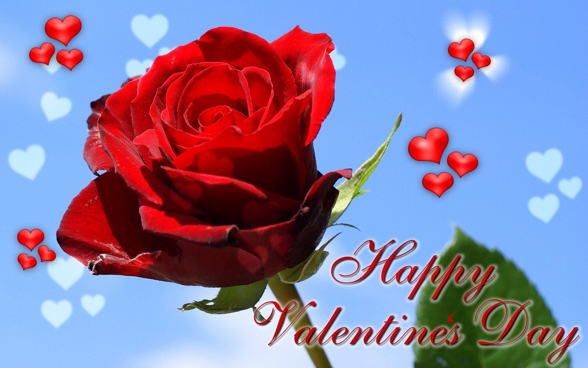 Valentine's Day Roses Wallpaper Free Valentine's Day Roses Background