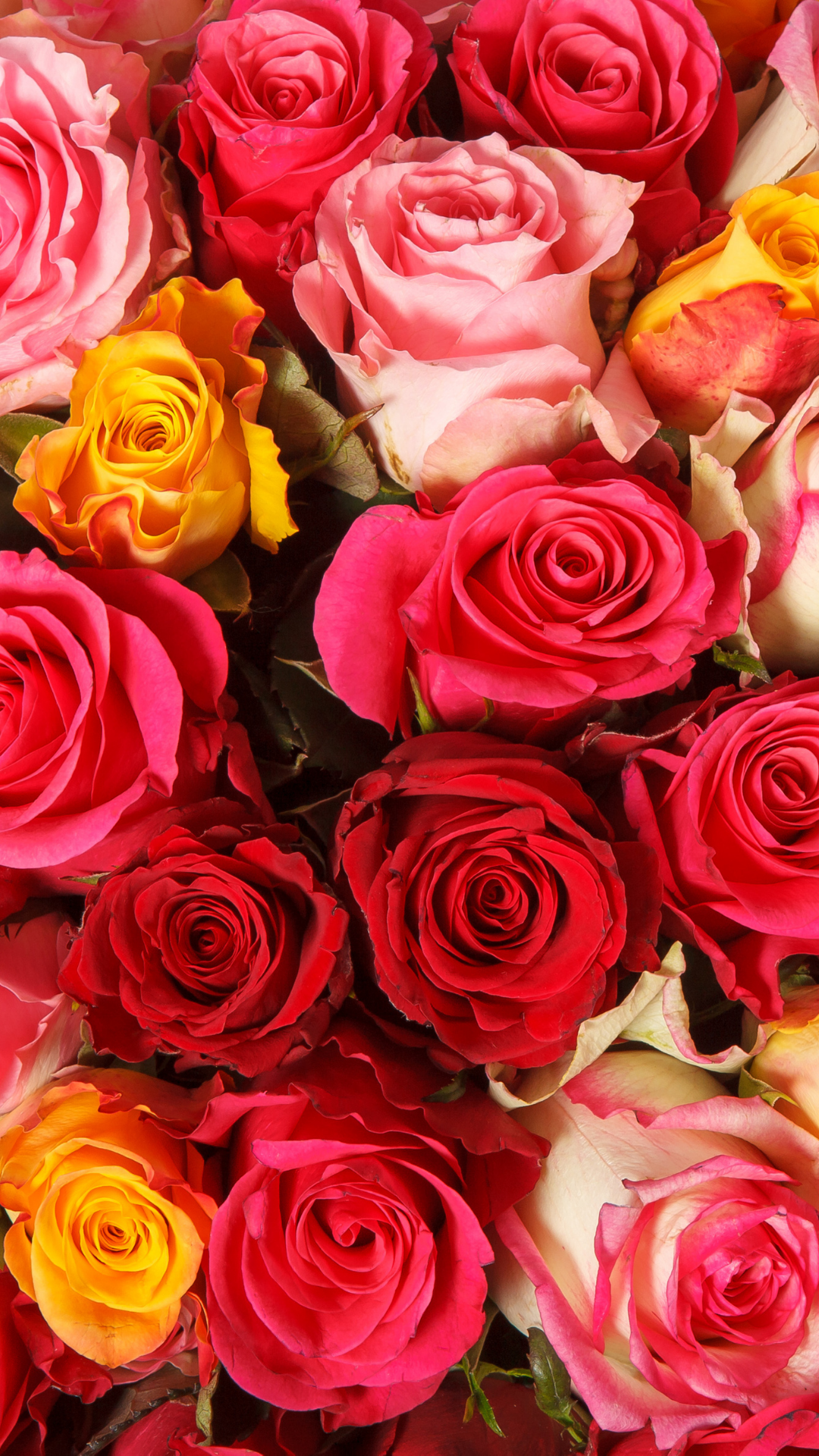 Valentine's Day 2021: Roses and their meanings