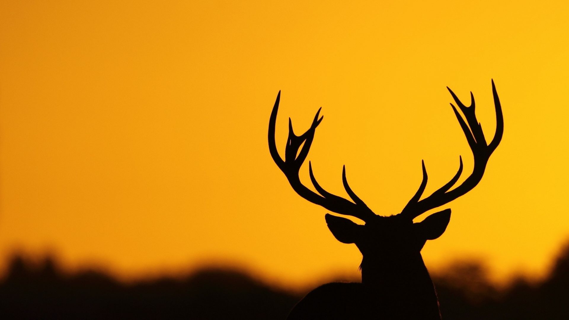 Deer Sunset Minimalist HD 4K Wallpaper #8.1373