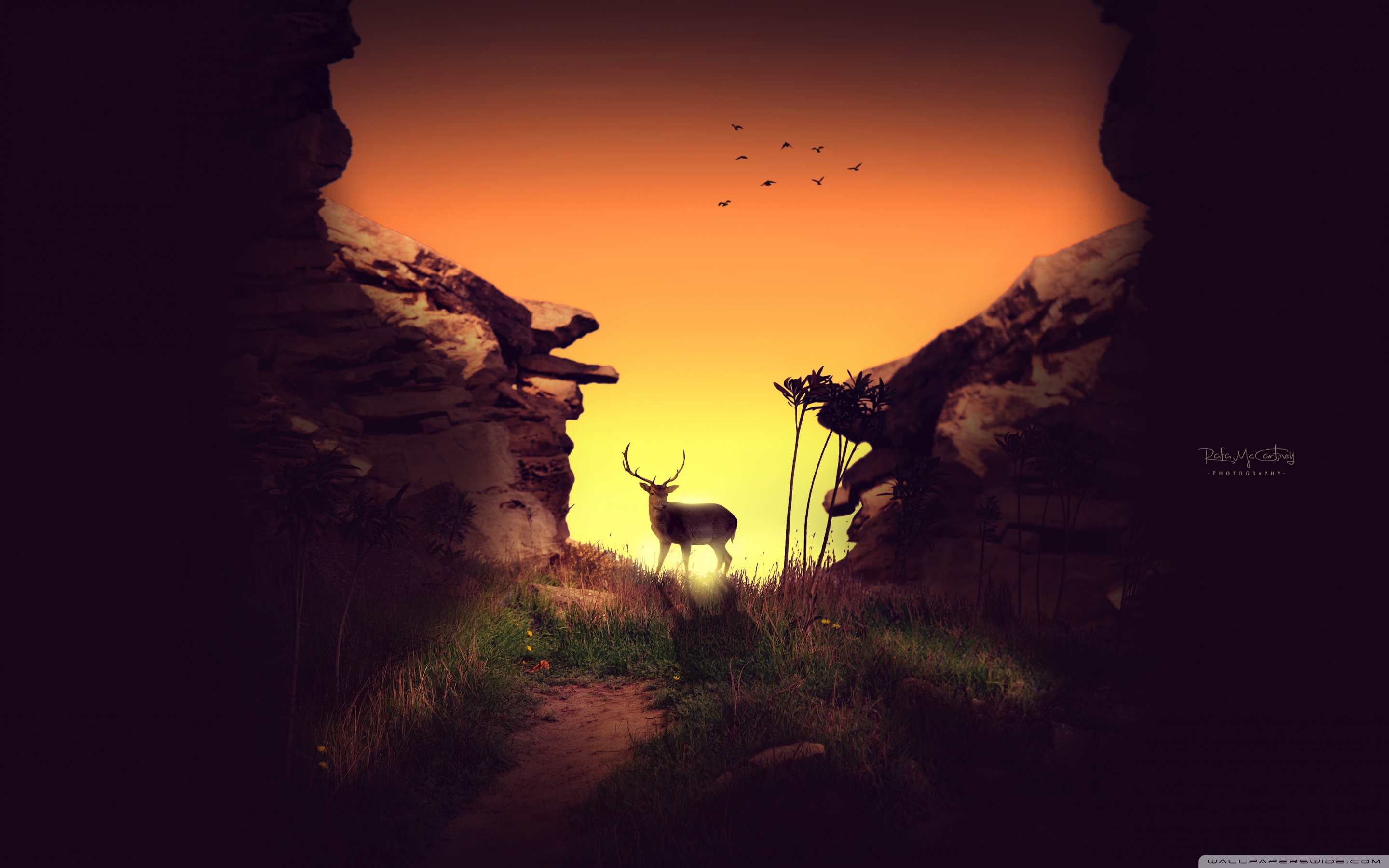 Deer in the Sunset Ultra HD Desktop Background Wallpaper for 4K UHD TV, Widescreen & UltraWide Desktop & Laptop, Tablet
