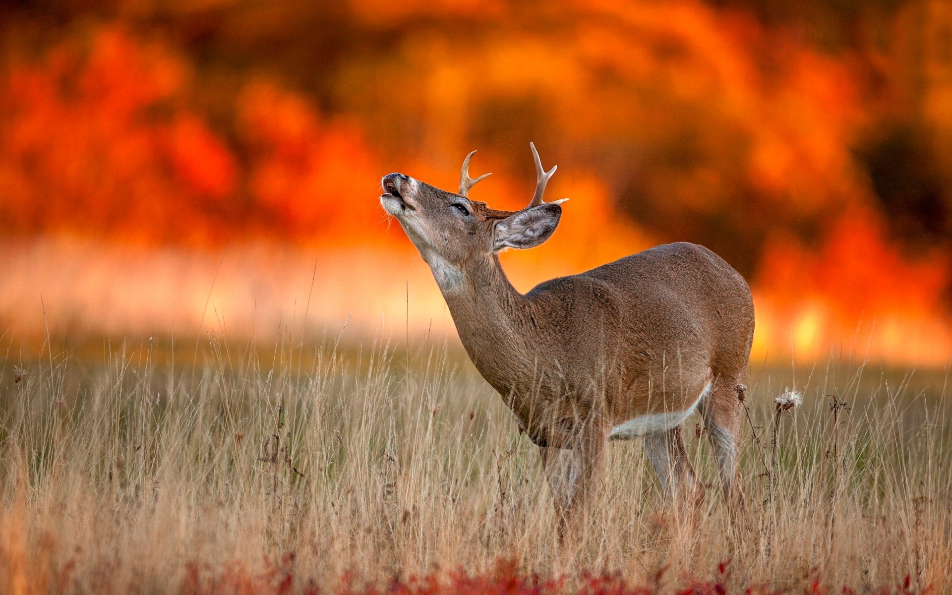 deer, Young, Alone, Sunset, Animal Wallpaper HD / Desktop and Mobile Background