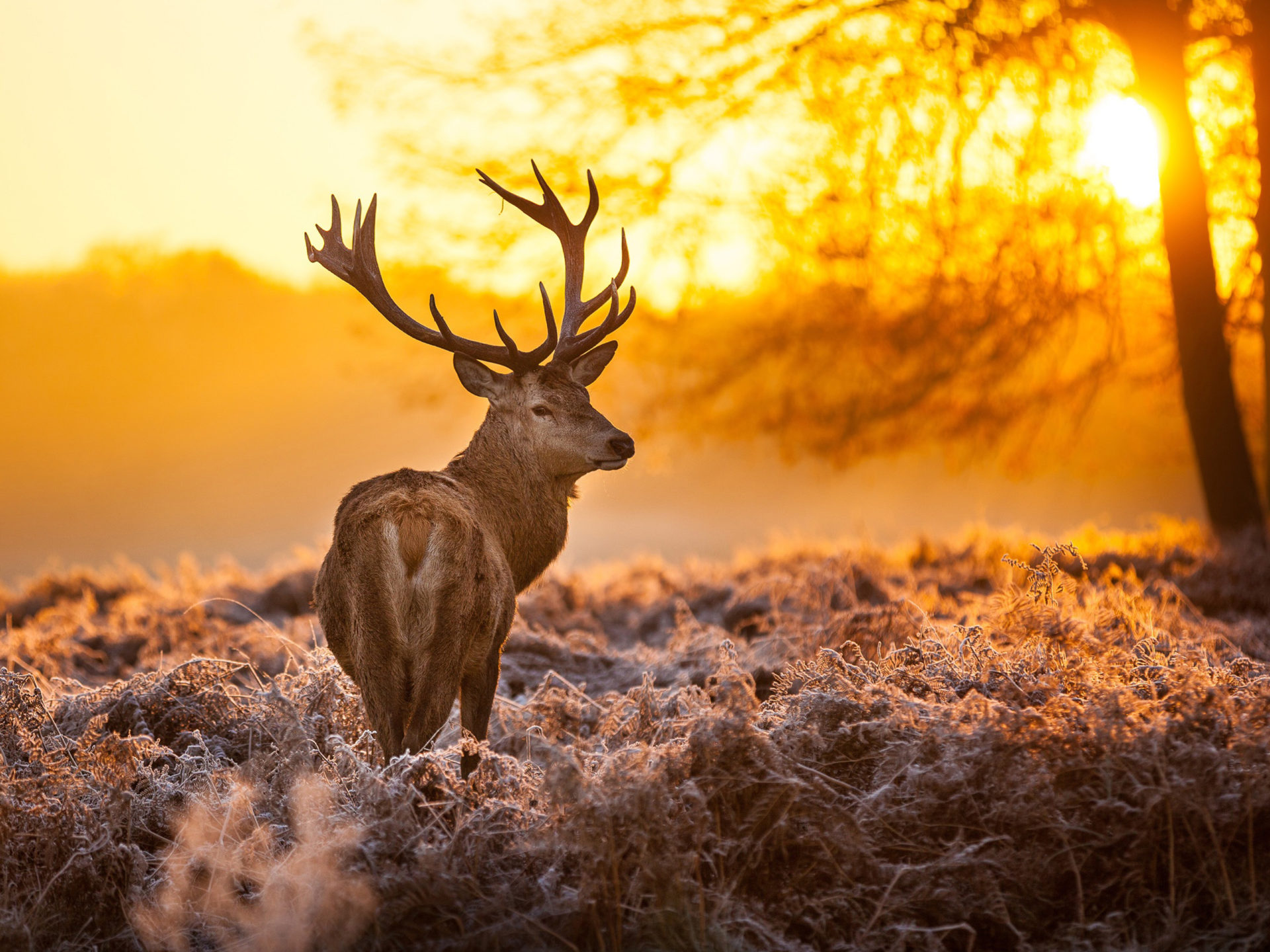 Deer Timber Forest Grass Sunset HD Desktop Wallpaper, Wallpaper13.com