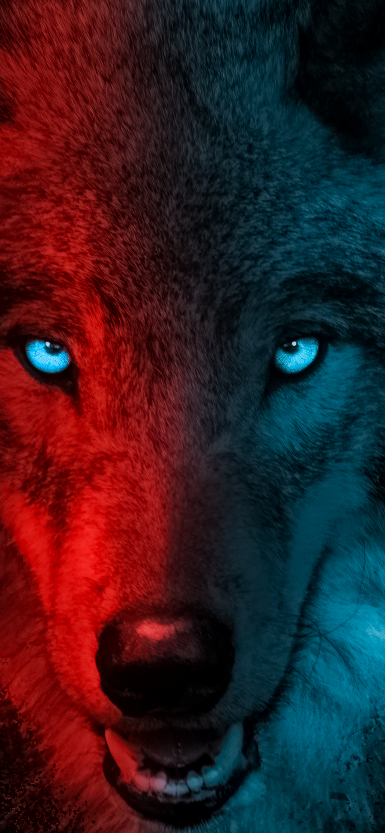 Wolf Wallpaper 4K, Scary, Gradient, Animals