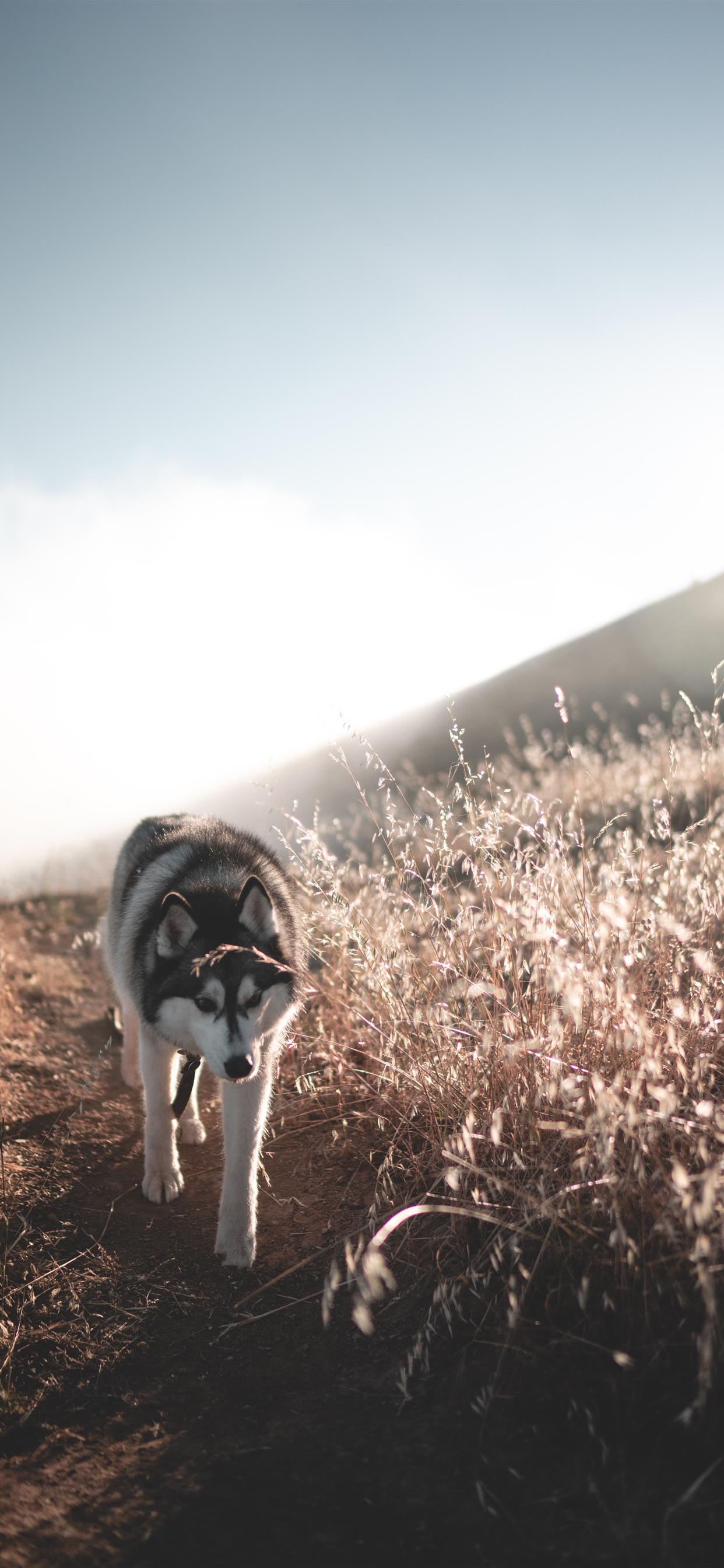 landscape iPhone 11 Wallpaper Free Download