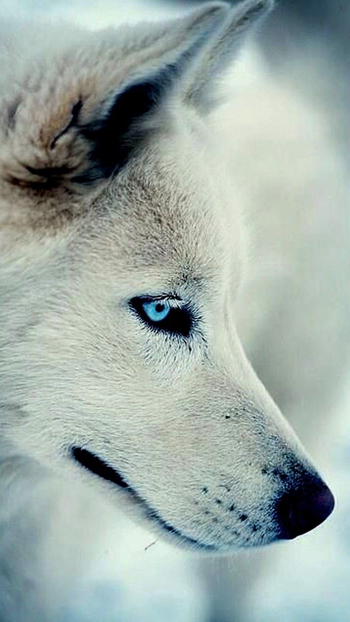 Wolf Wallpaper (wolf_wallpaper_pro)