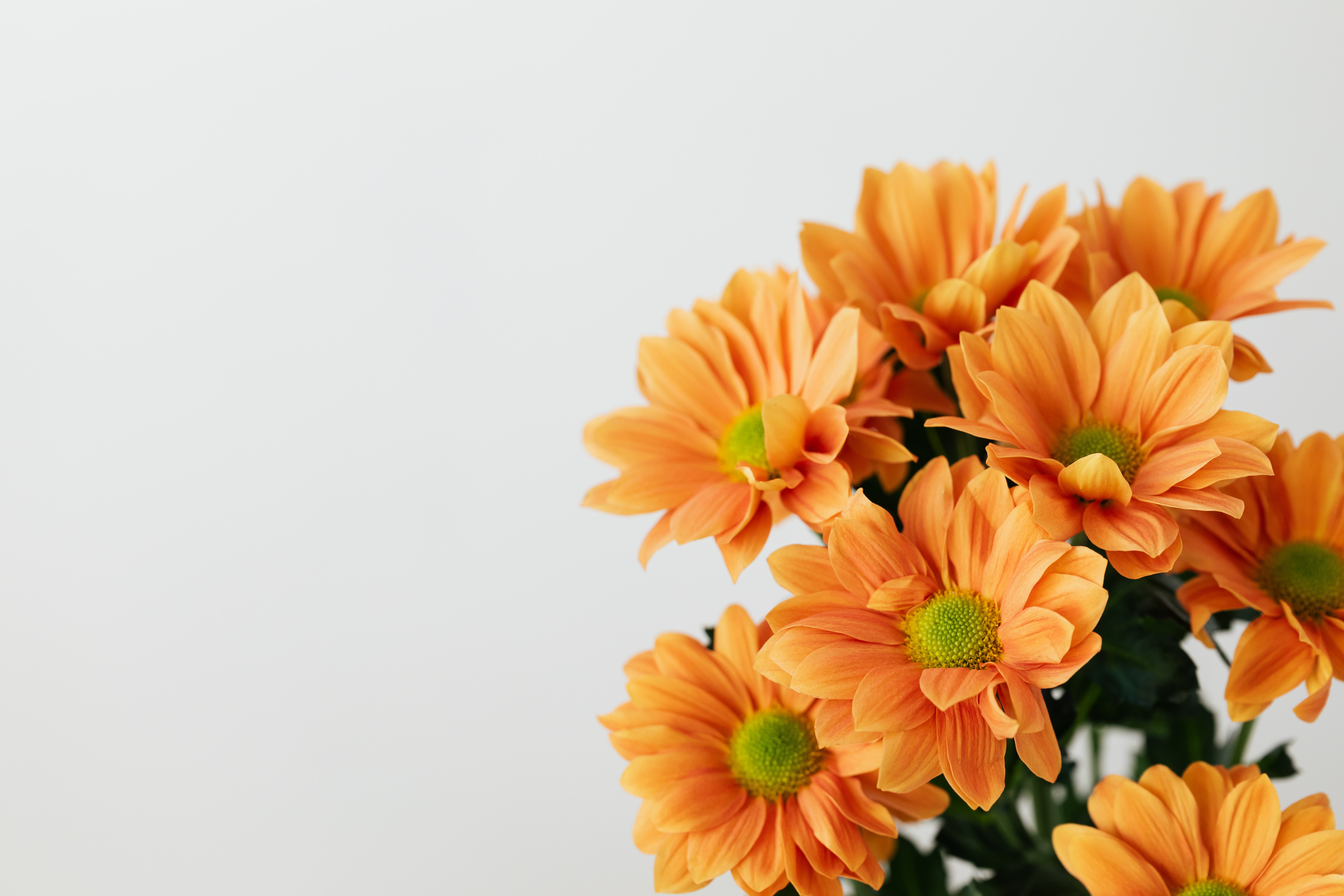 Orange Flowers Photo, Download The BEST Free Orange Flowers & HD Image