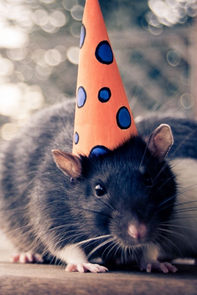 Download Wallpaper 800x1200 Mouse, Hat, Cap, Rodent Iphone 4s 4 For Parallax HD Background