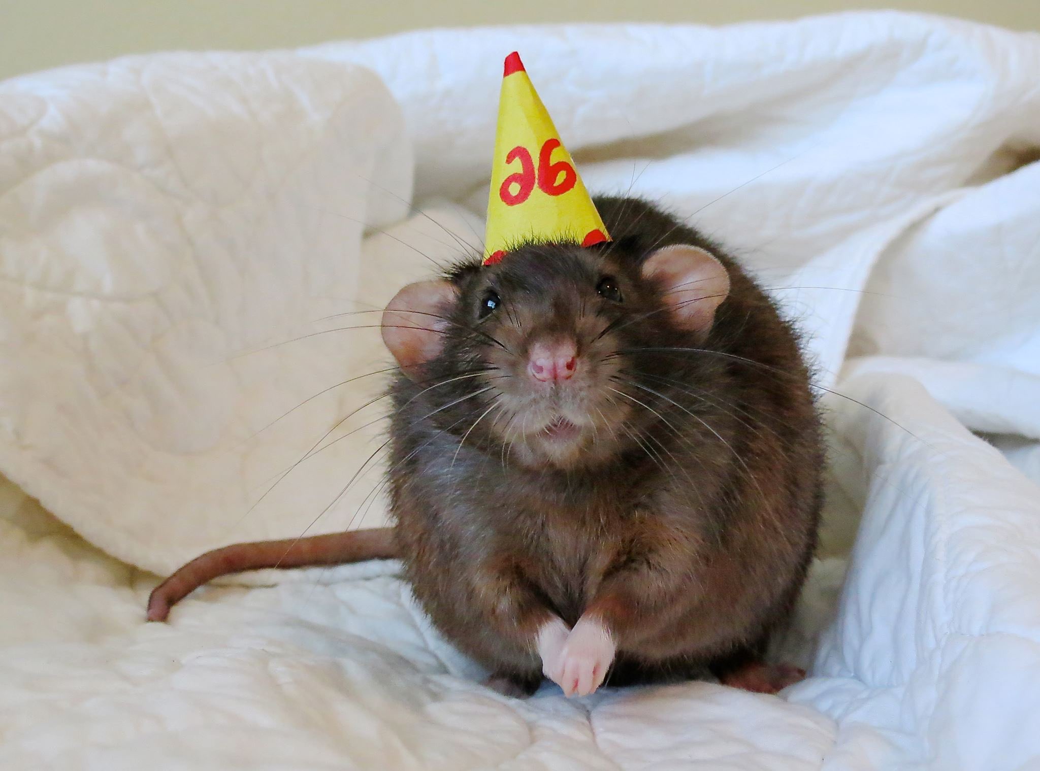 Rats rat is celebrating his 26th birthday