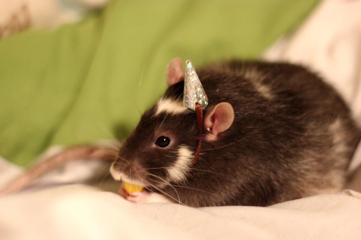Rats in Hats • My little Phillip turned 1 so he got a party hat