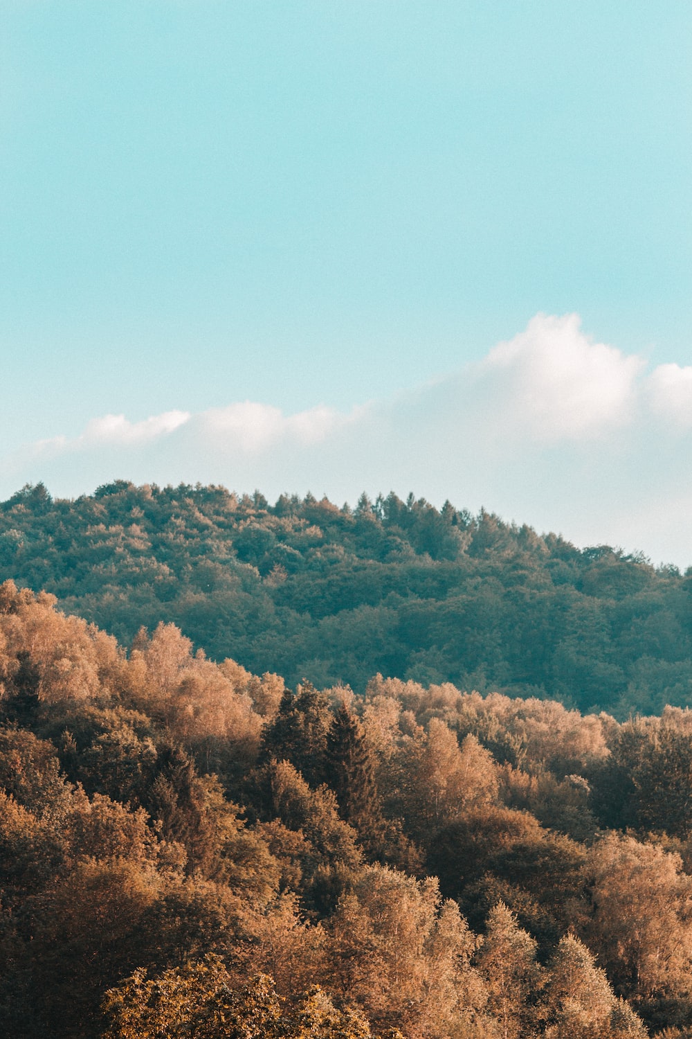 green and brown trees under blue sky during daytime photo