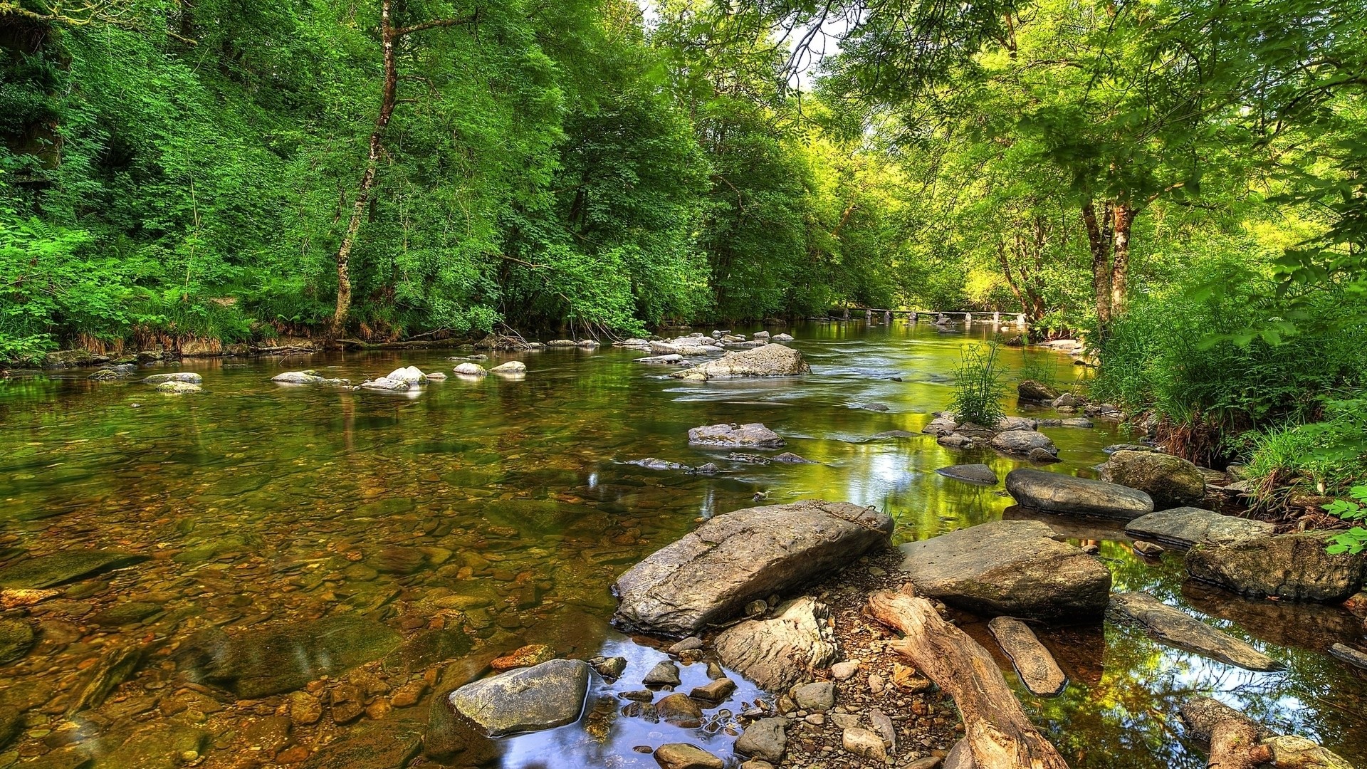 HD River in the green forest Gallery HD Wallpaper