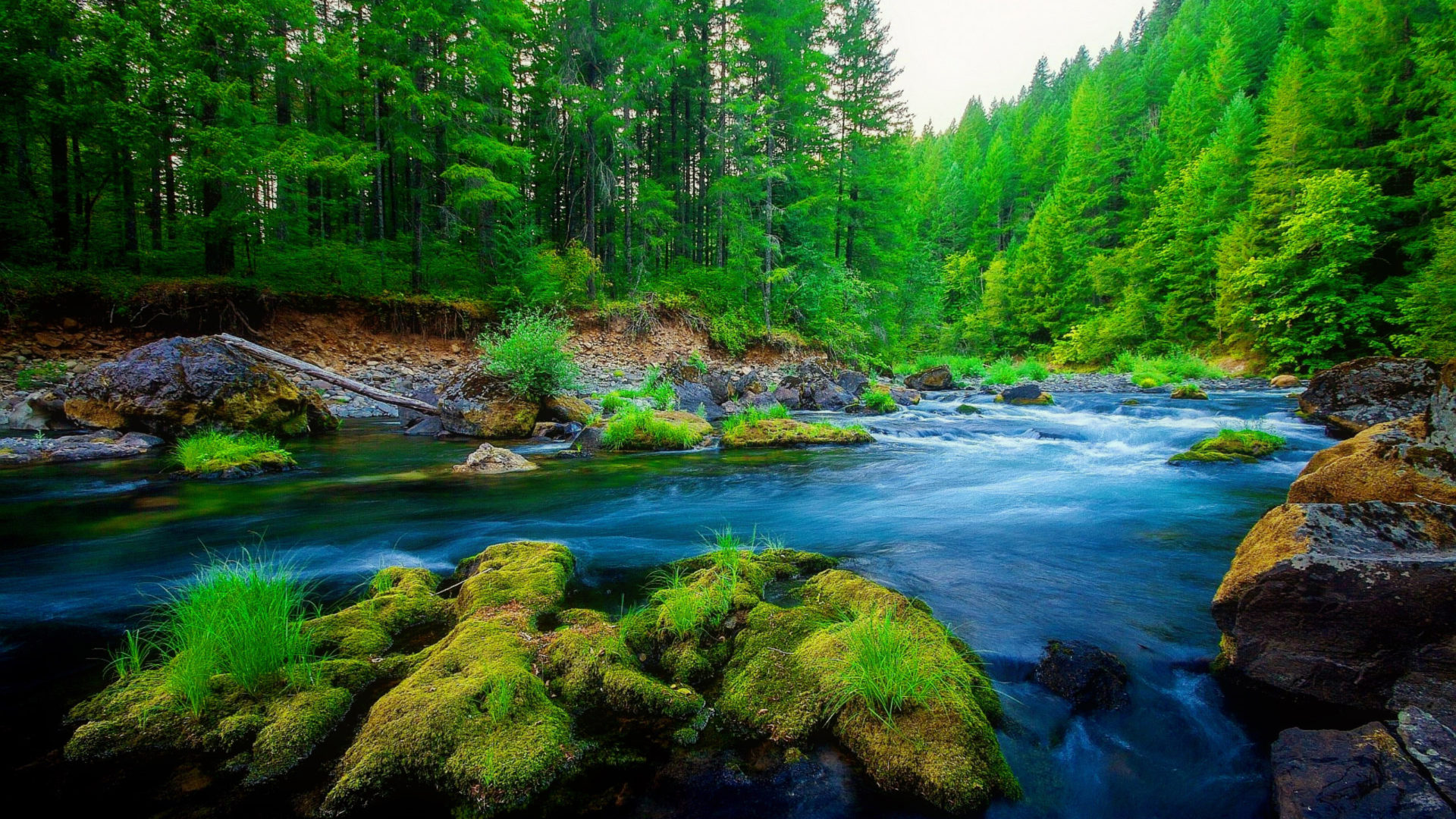 Green Pine Forest River Rock Beautiful Nature HD Wallpaper, Wallpaper13.com