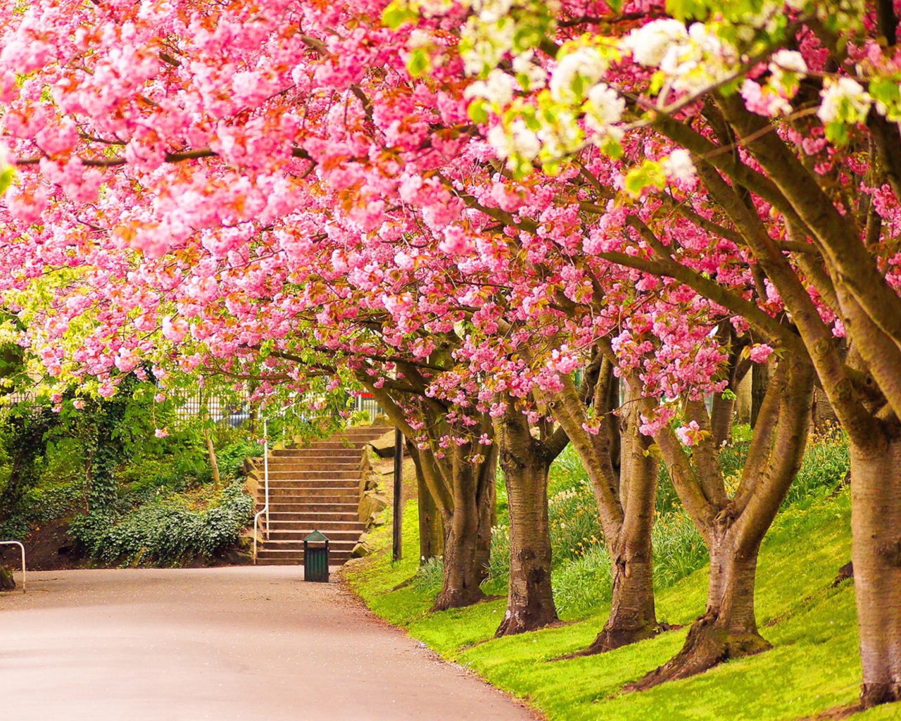 Park Blooming Trees Cherries Beautiful Spring Wallpaper HD For Desktop Tablets And Mobile Phones 3840x2400, Wallpaper13.com