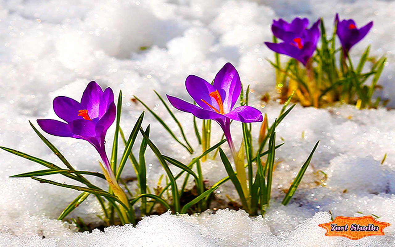 Crocus Flowers Among Icy Snow screensaver & animated desktop wallpaper is coming and crocus flowers in bloom!