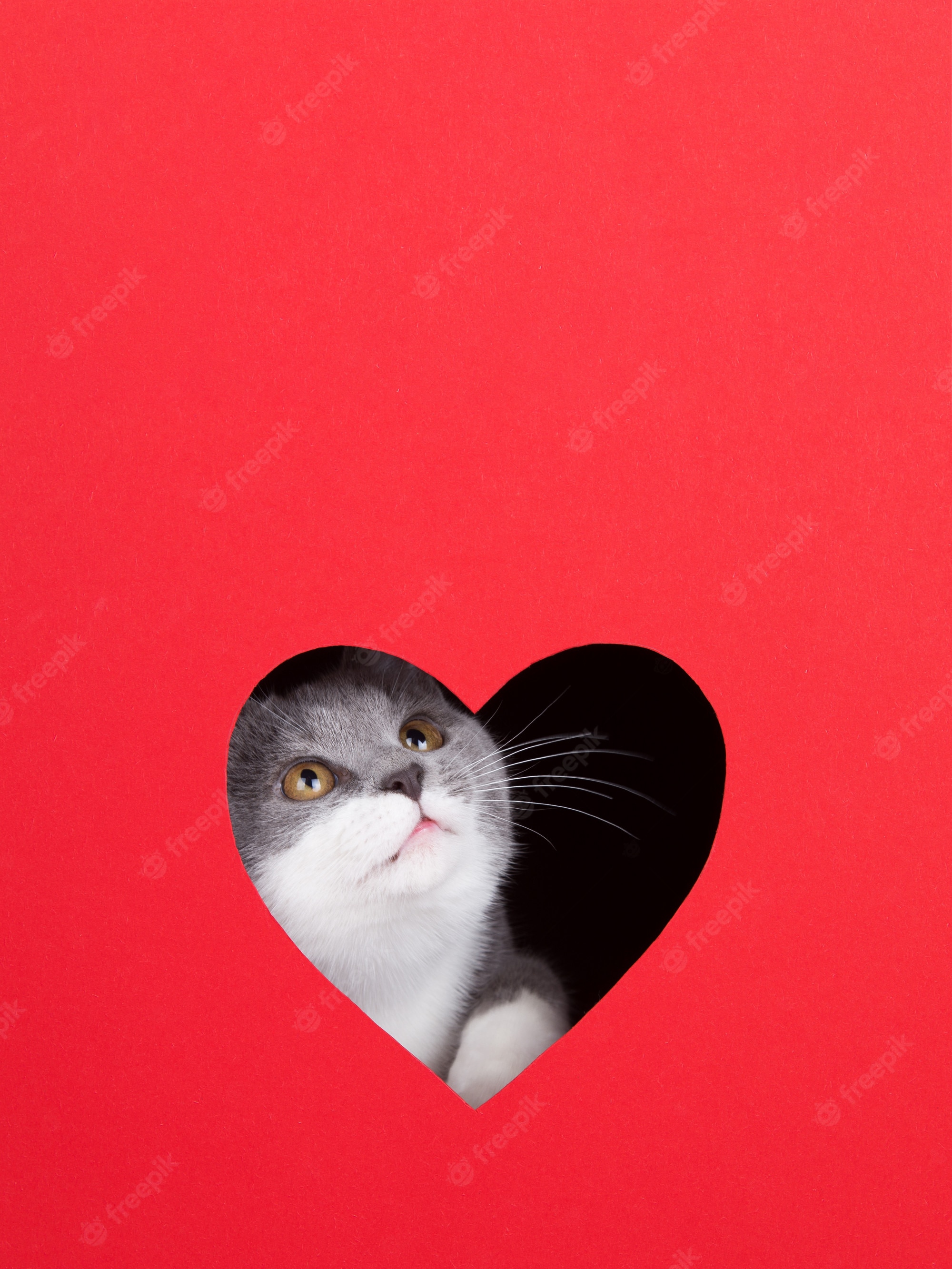 Premium Photo. Gray cat peeps out of hole in the shape of a heart on a red background. valentine's day concept