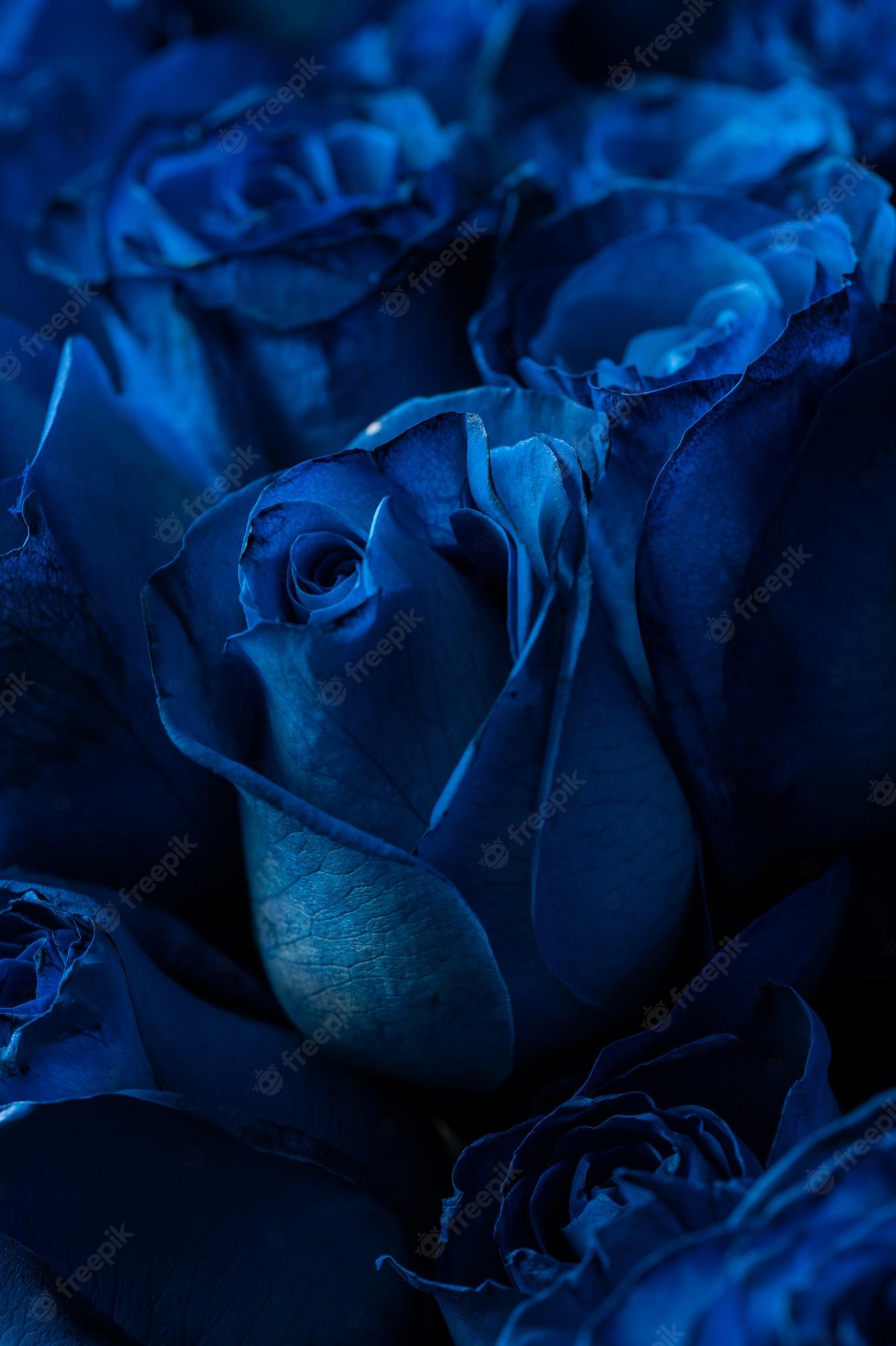 Premium Photo. Bouquet of beautiful blue roses trend color classic blue valentine's day selective focus roses wallpaper