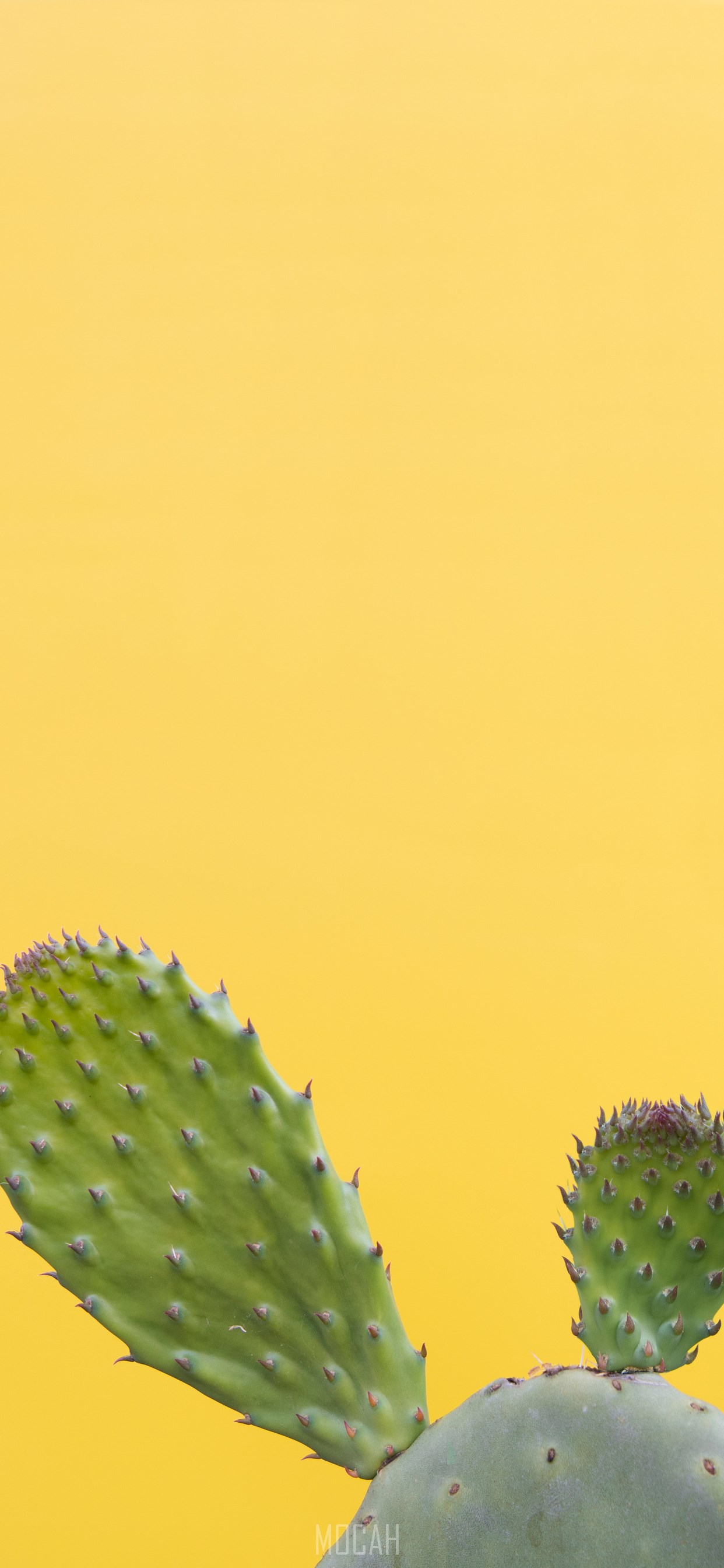 Cactus, Plants, Green, Plant, Prickly Pear, Apple iPhone 11 Pro Max background hd, 1242x2688 Gallery HD Wallpaper