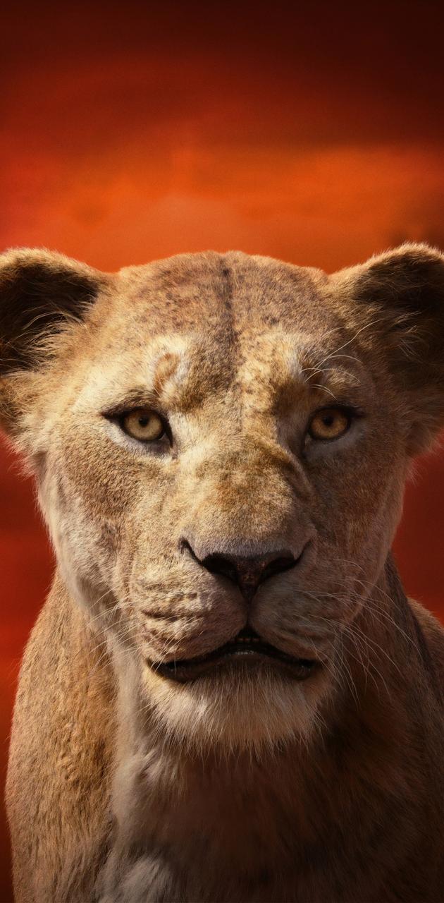 THE LION KING wallpaper