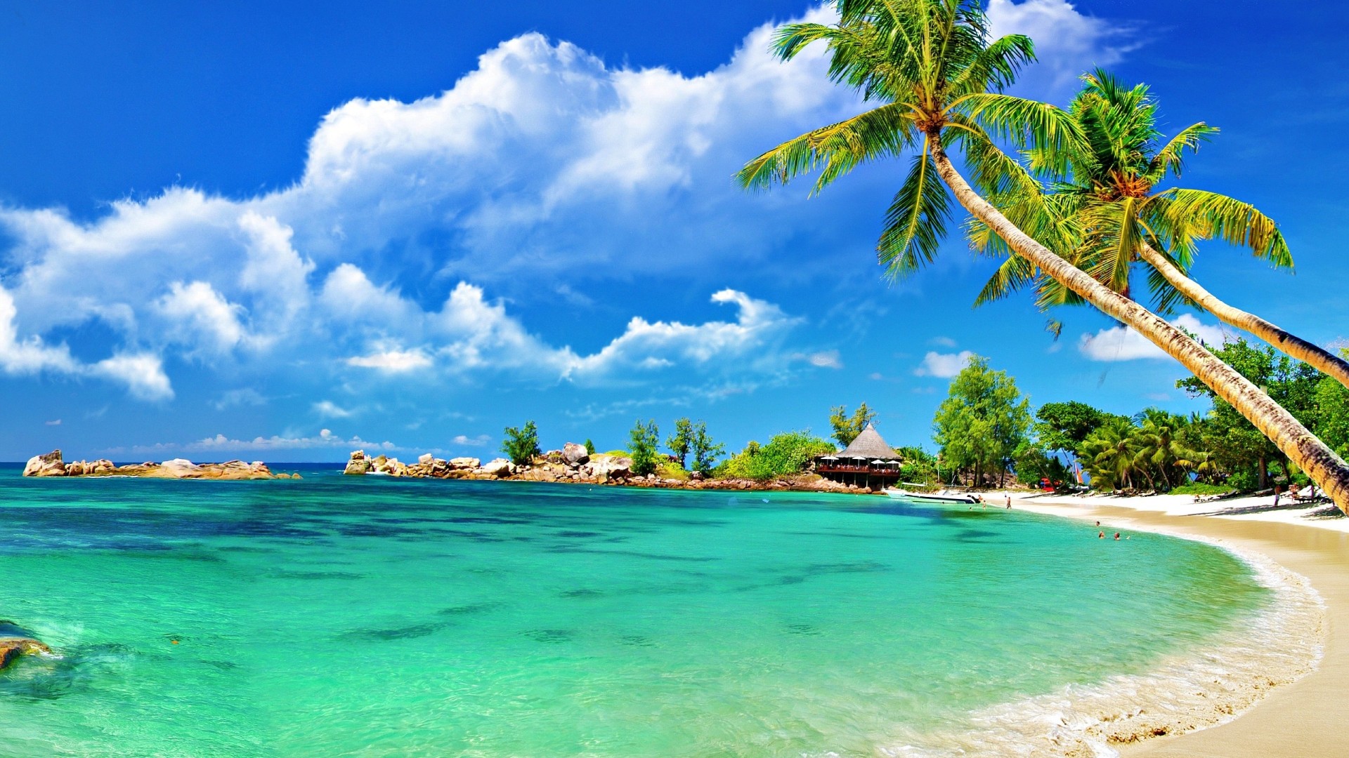 Amazing Coastal beach palm HD WALL