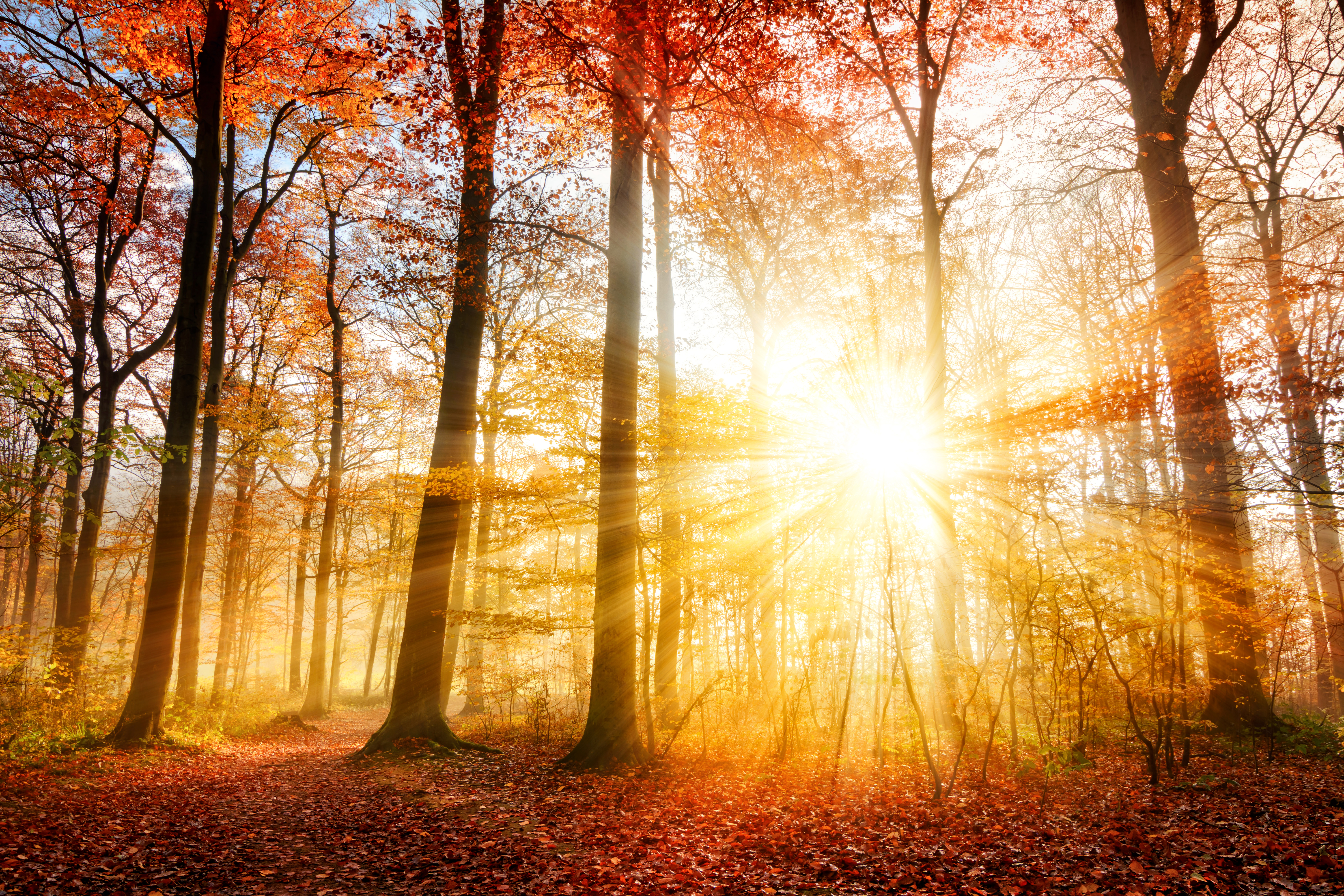 Desktop Wallpaper Rays of light Leaf Autumn Nature 6000x4000