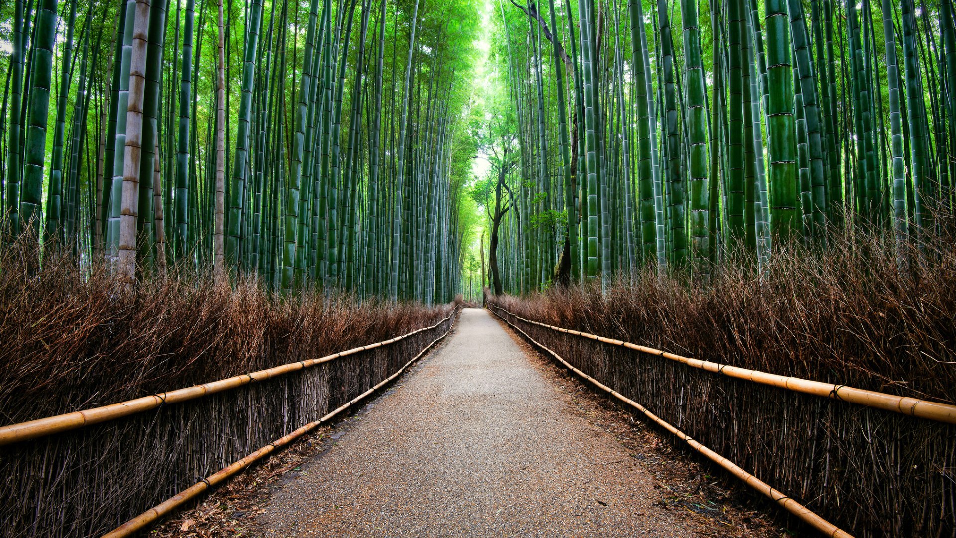 Sagano Bamboo Forest in Kyoto, Japan Desktop wallpaper 1920x1080