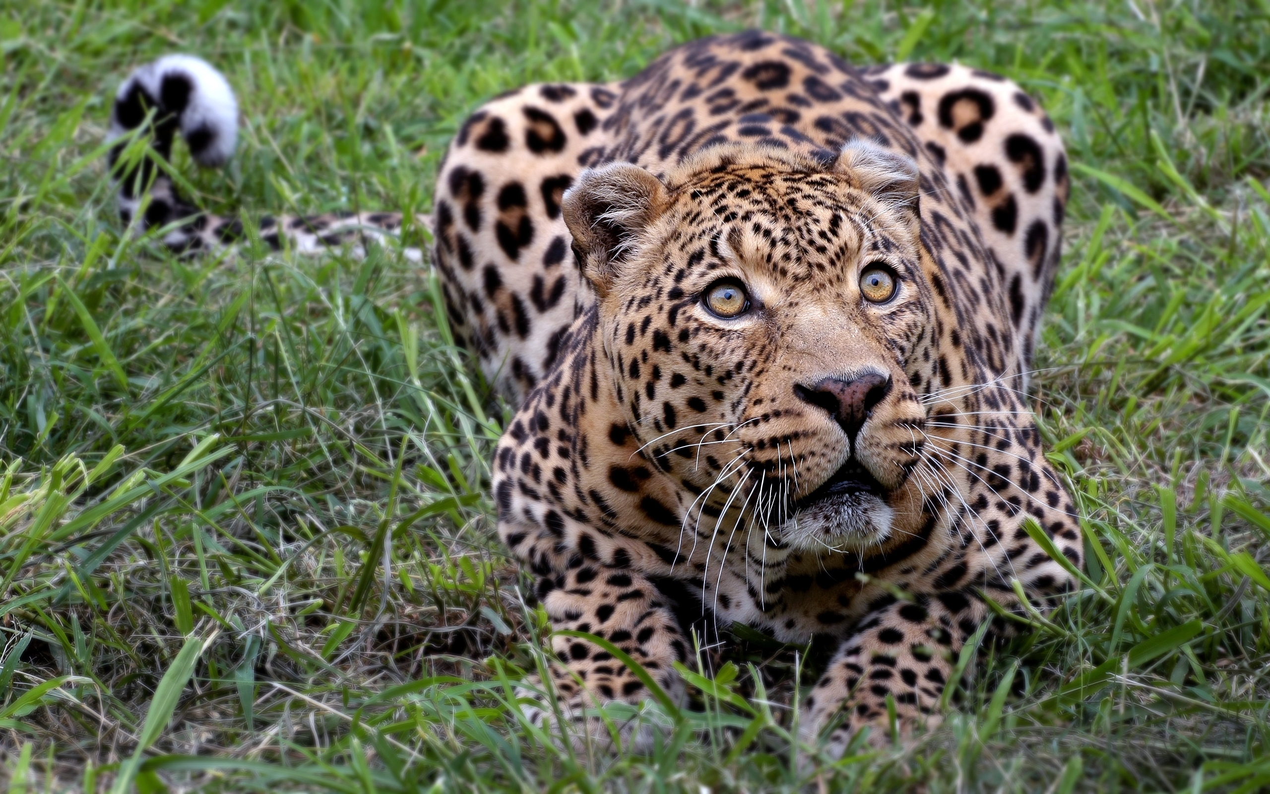 African Leopard HD wallpaper