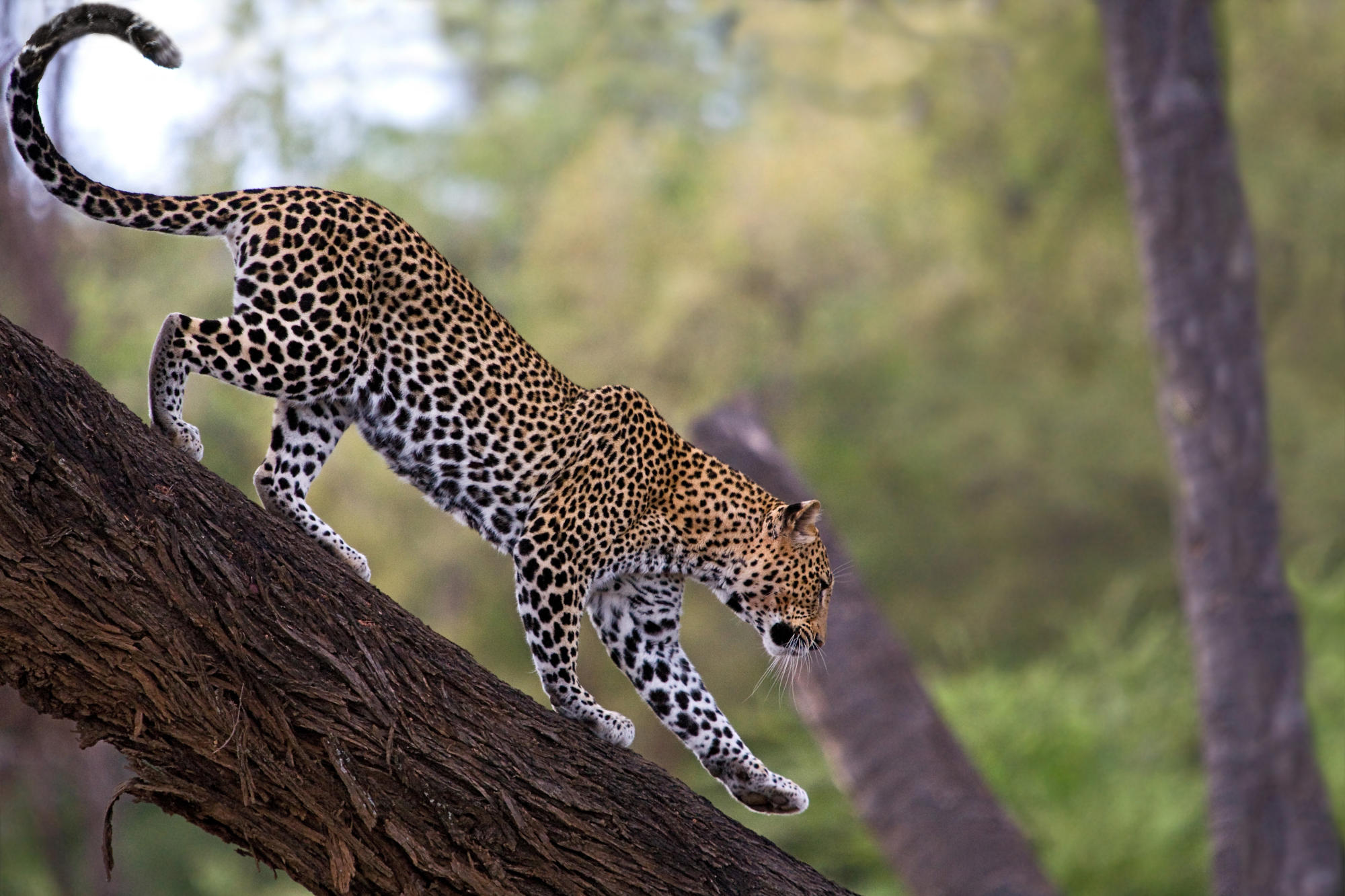African Leopard Facts, Distribution, Habitat, Diet, Picture