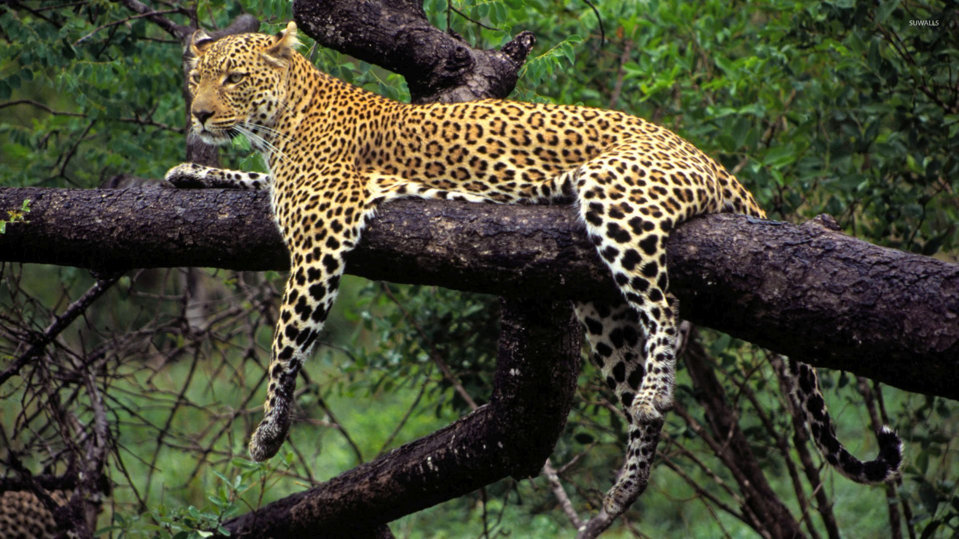 African leopard in a tree wallpaper wallpaper