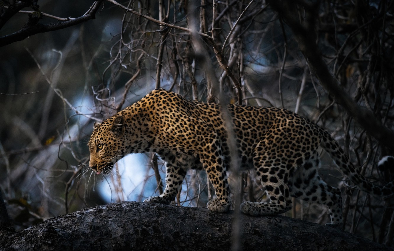 African Leopard Wallpapers Wallpaper Cave