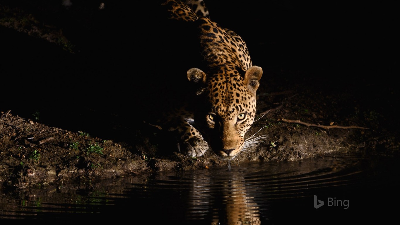 African Leopard Wallpapers Wallpaper Cave